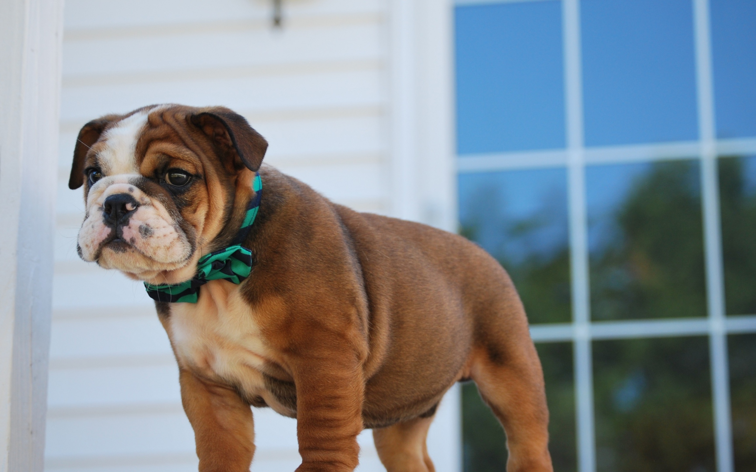 Маленький щенок английского бульдога на пороге 