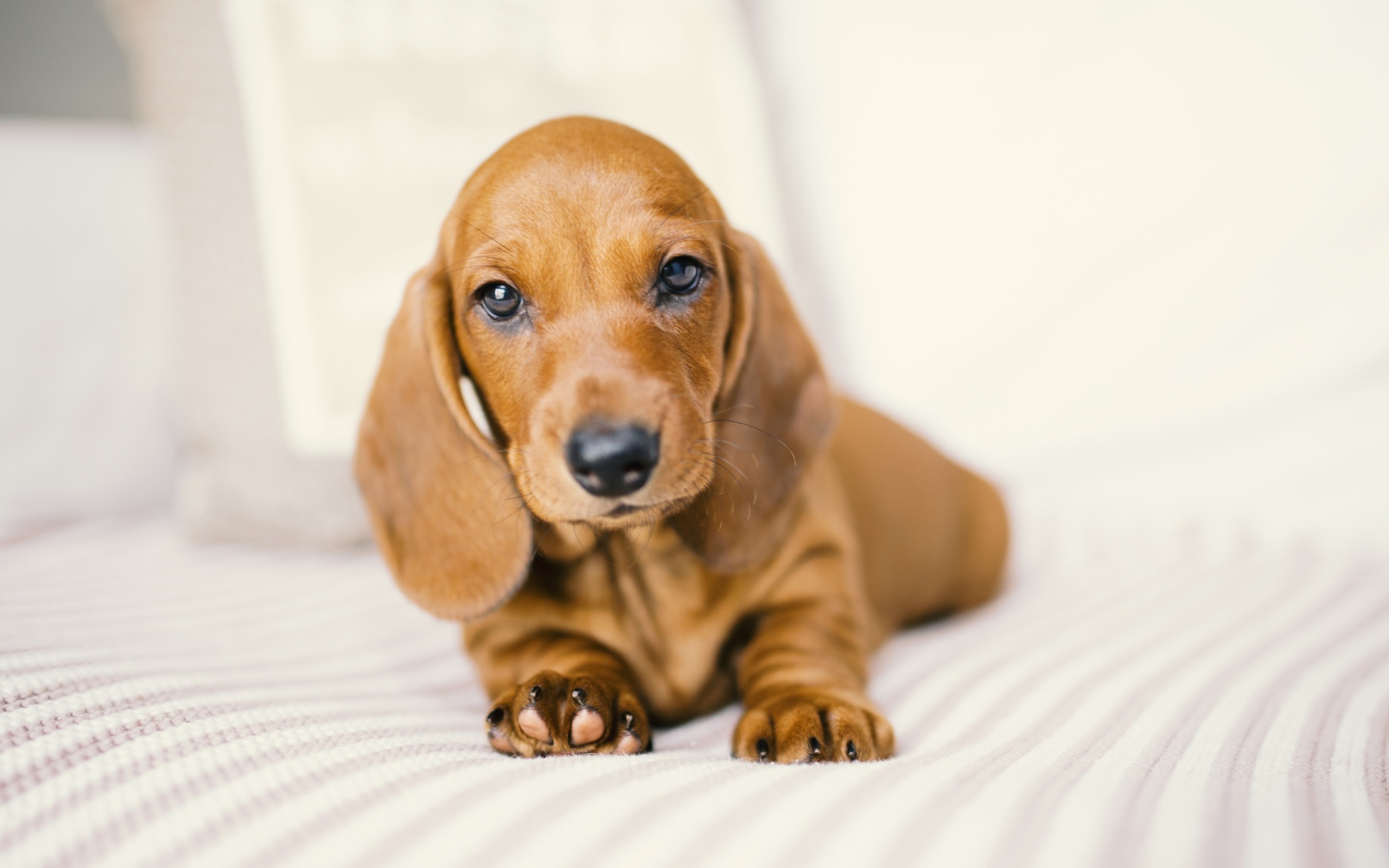 Маленький забавный щенок таксы на белом фоне 