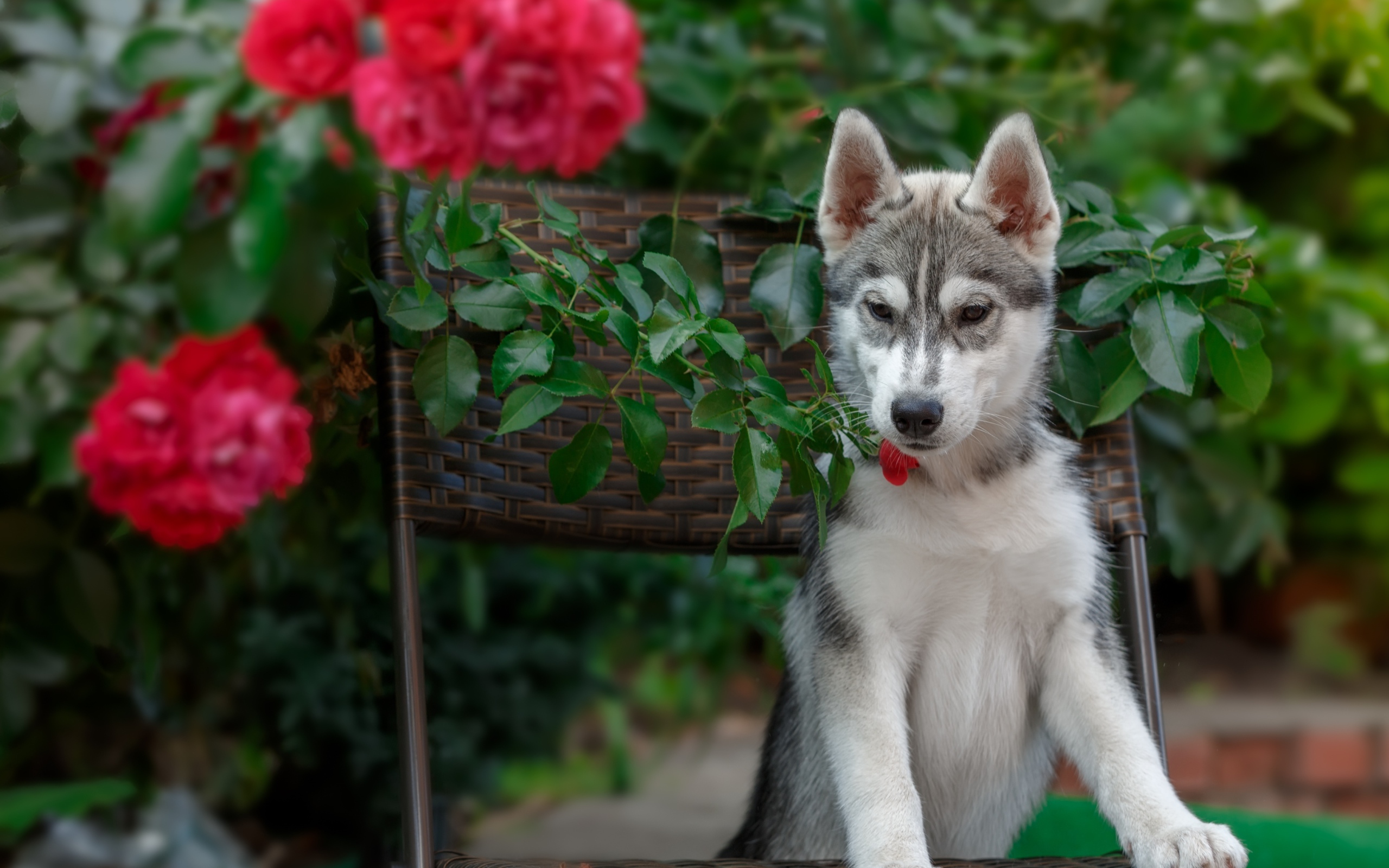 Щенок хаски стоит на стуле рядом с красными цветами