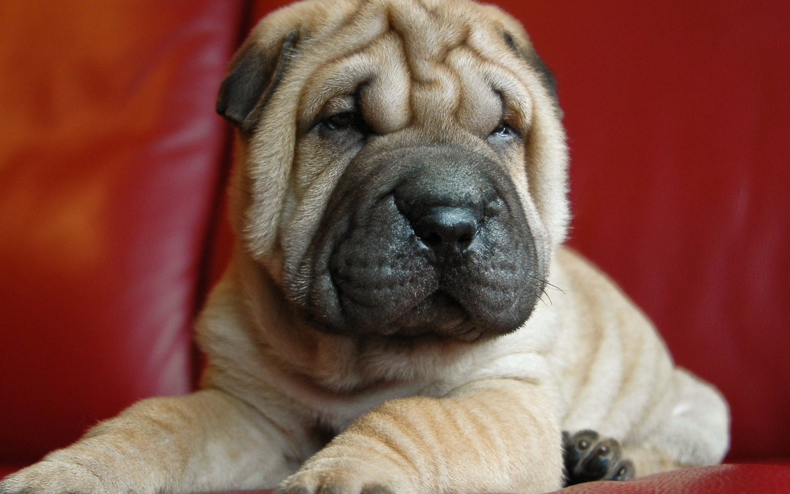 Щенок шарпея на красном фоне 