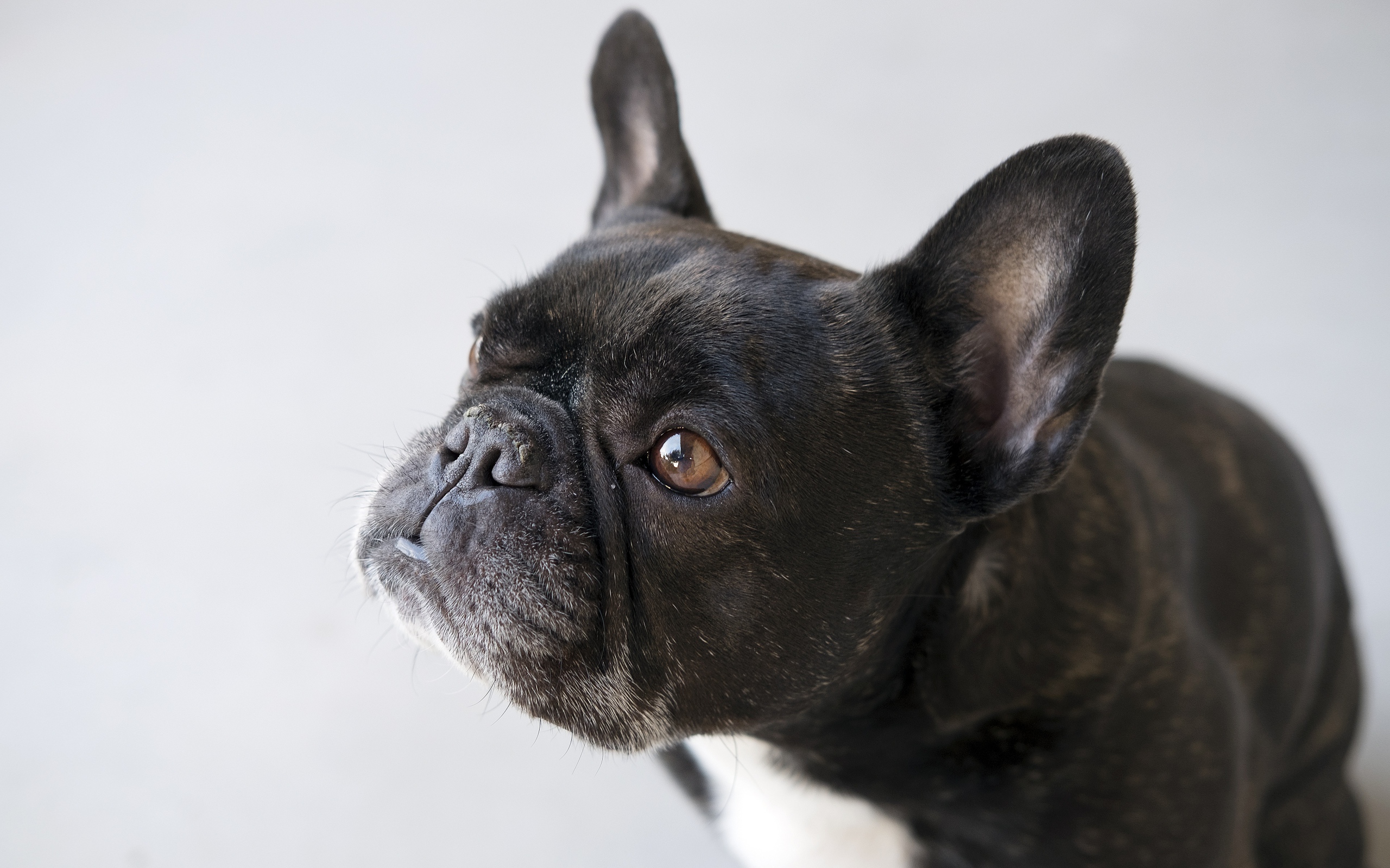 Грустная собака породы французский бульдог 