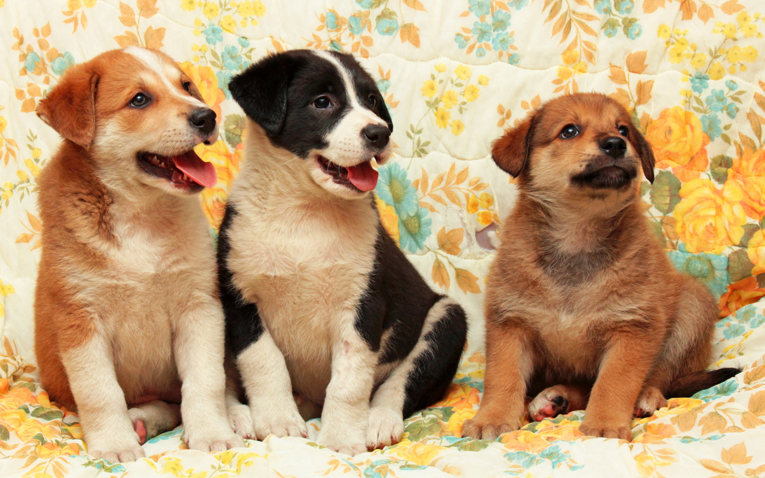 Три любопытных маленьких щенка 