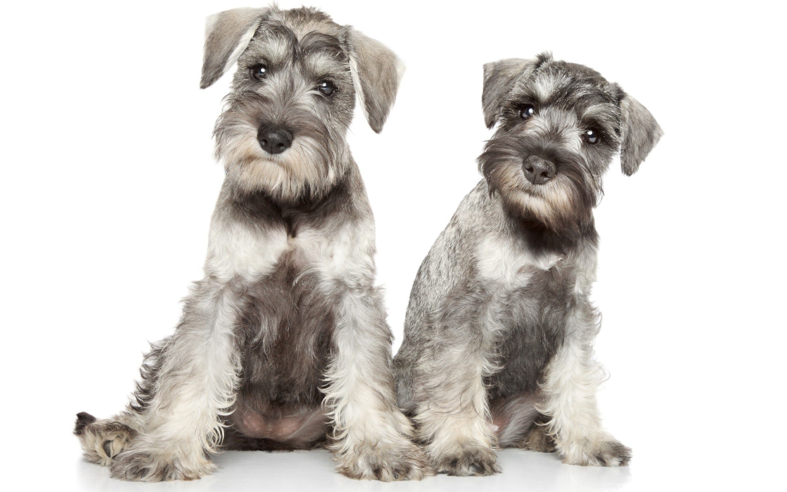 Два серых щенка шнауцера позируют на белом фоне