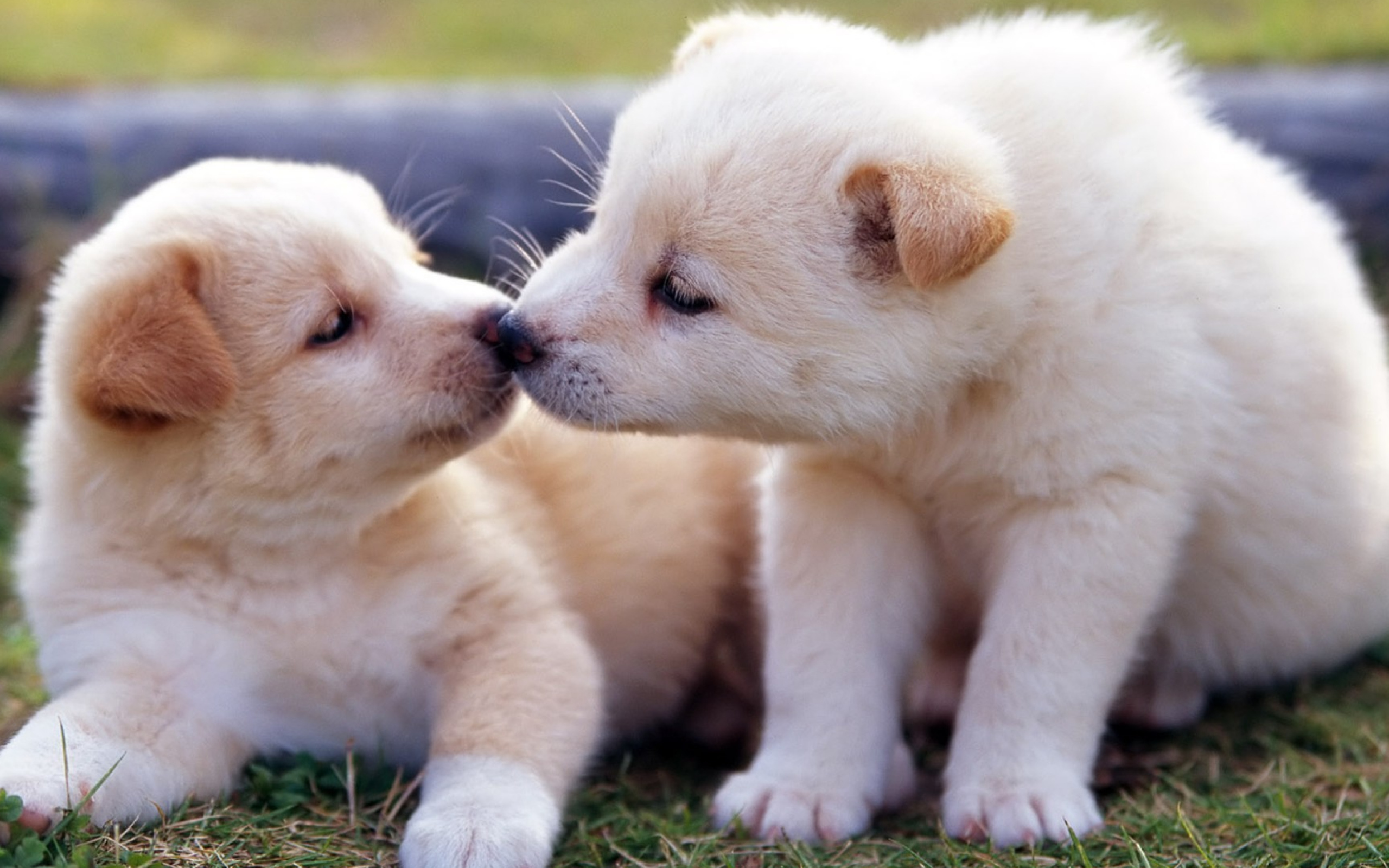 Два маленьких  забавных щенка золотистого ретривера 