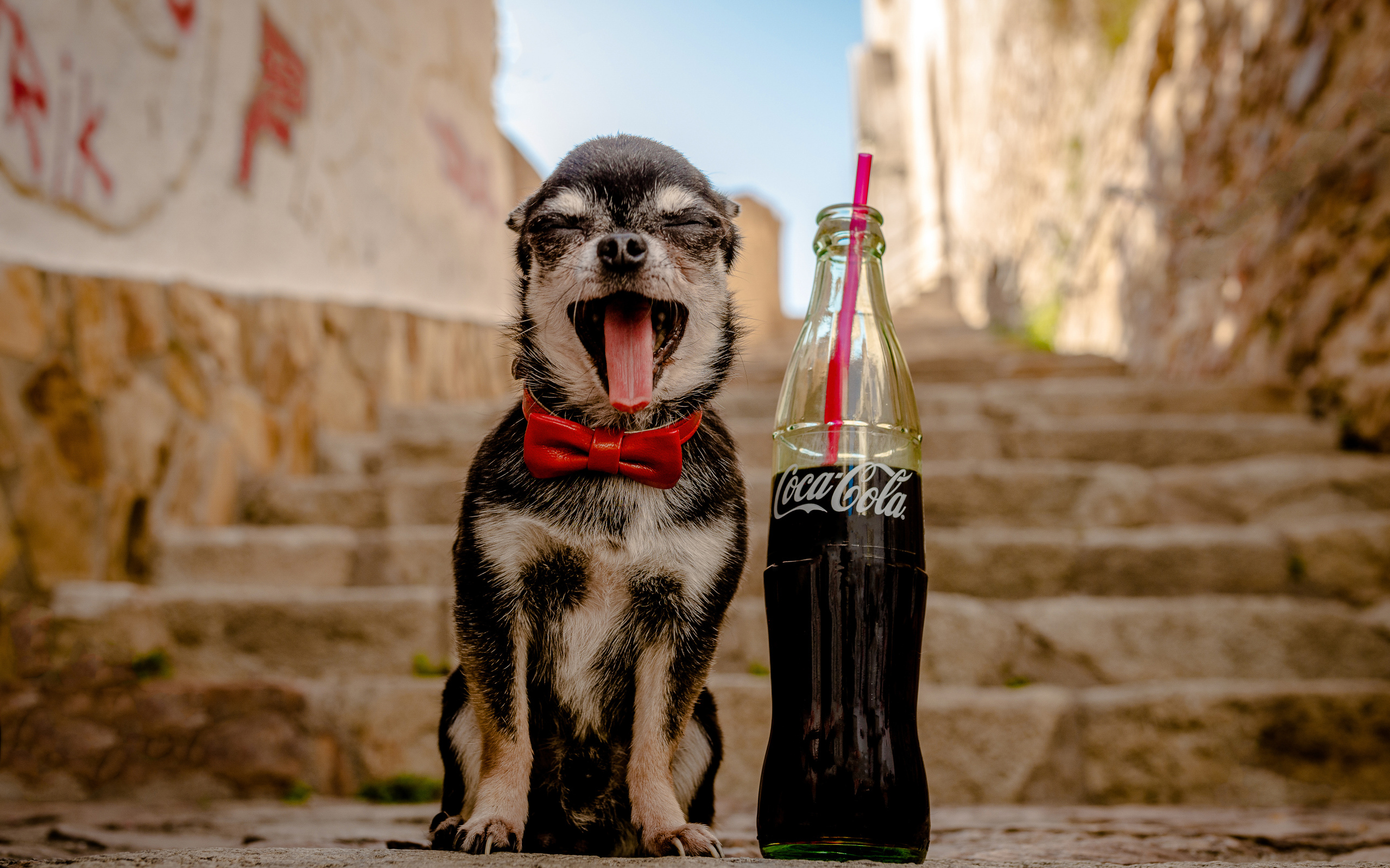Зевающий чихуахуа с бутылкой  Coca-Cola с трубочкой