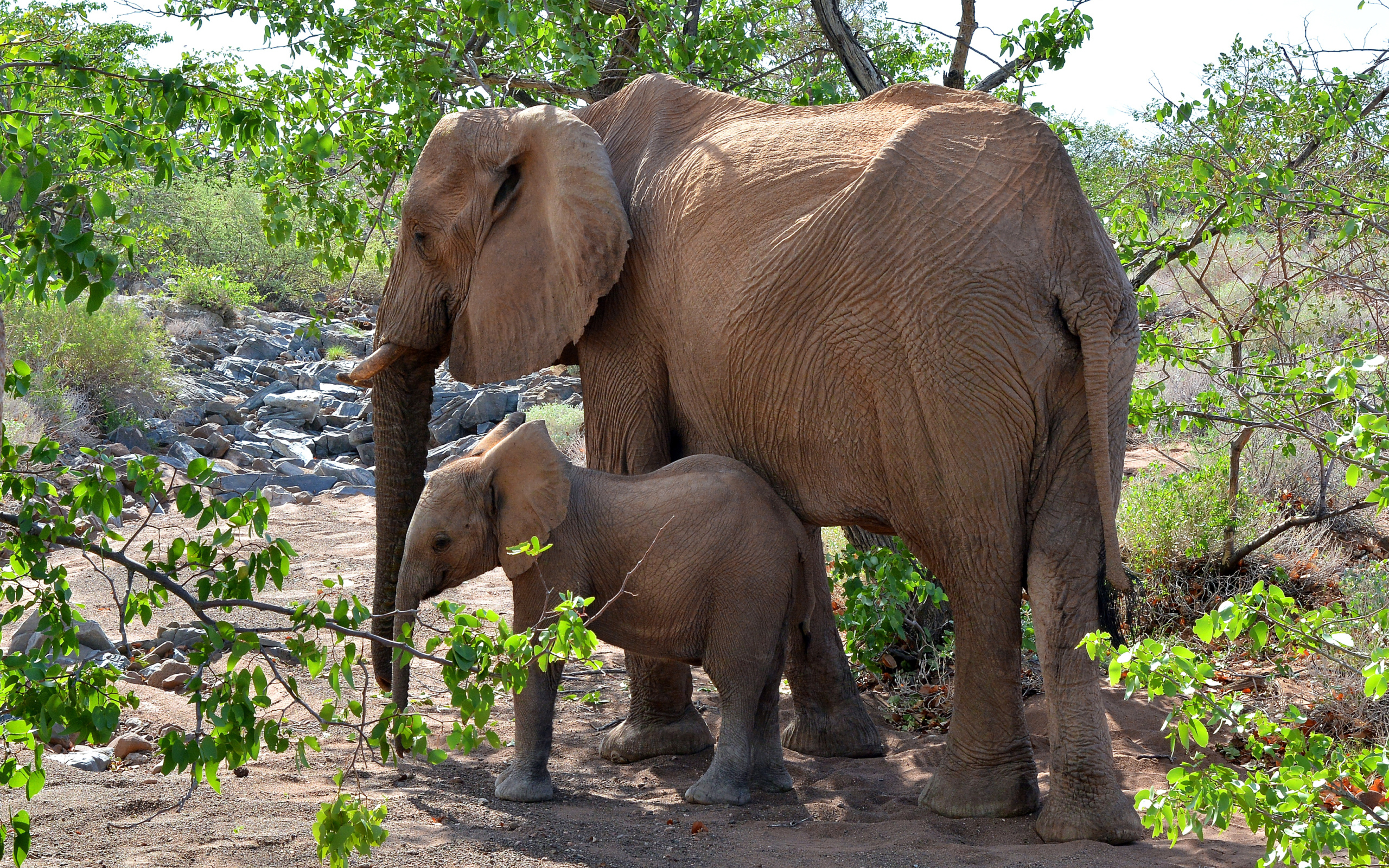 Мама слон с маленьким слоненком