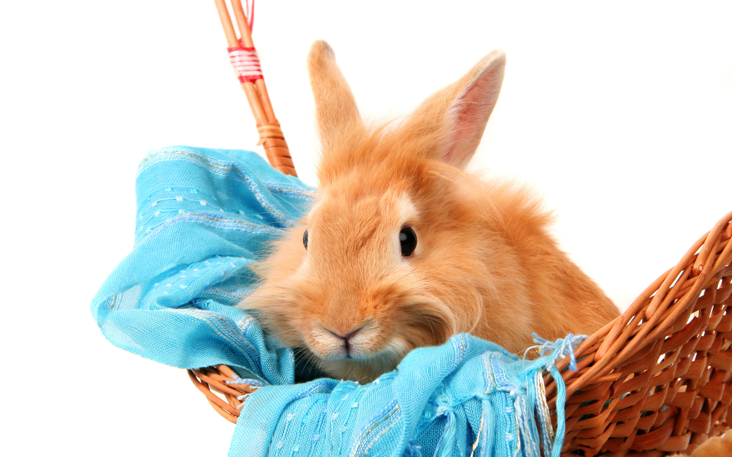 Red-haired furry rabbit sitting in a basket on a blue scarf on a white background