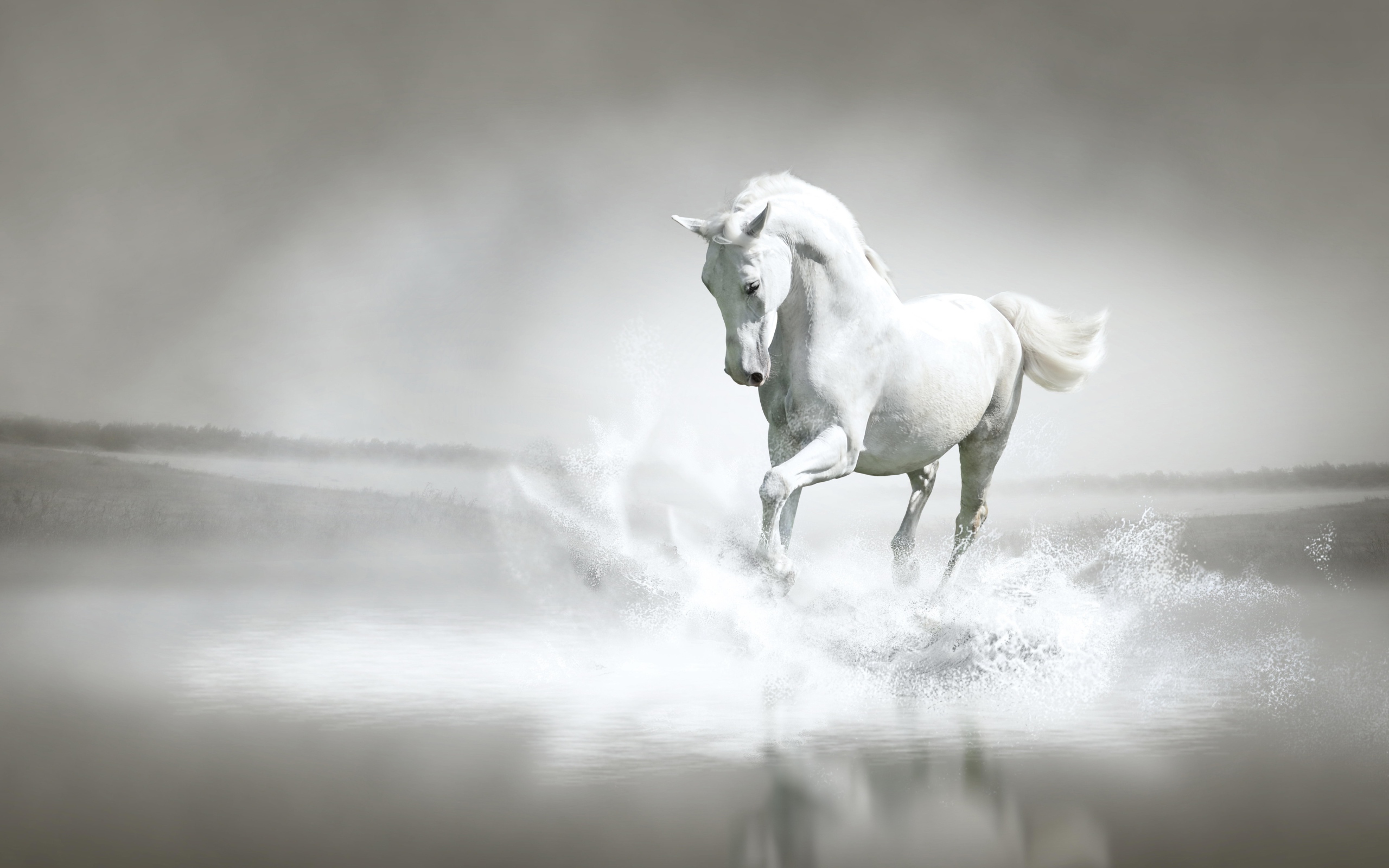 A beautiful white horse runs along the water