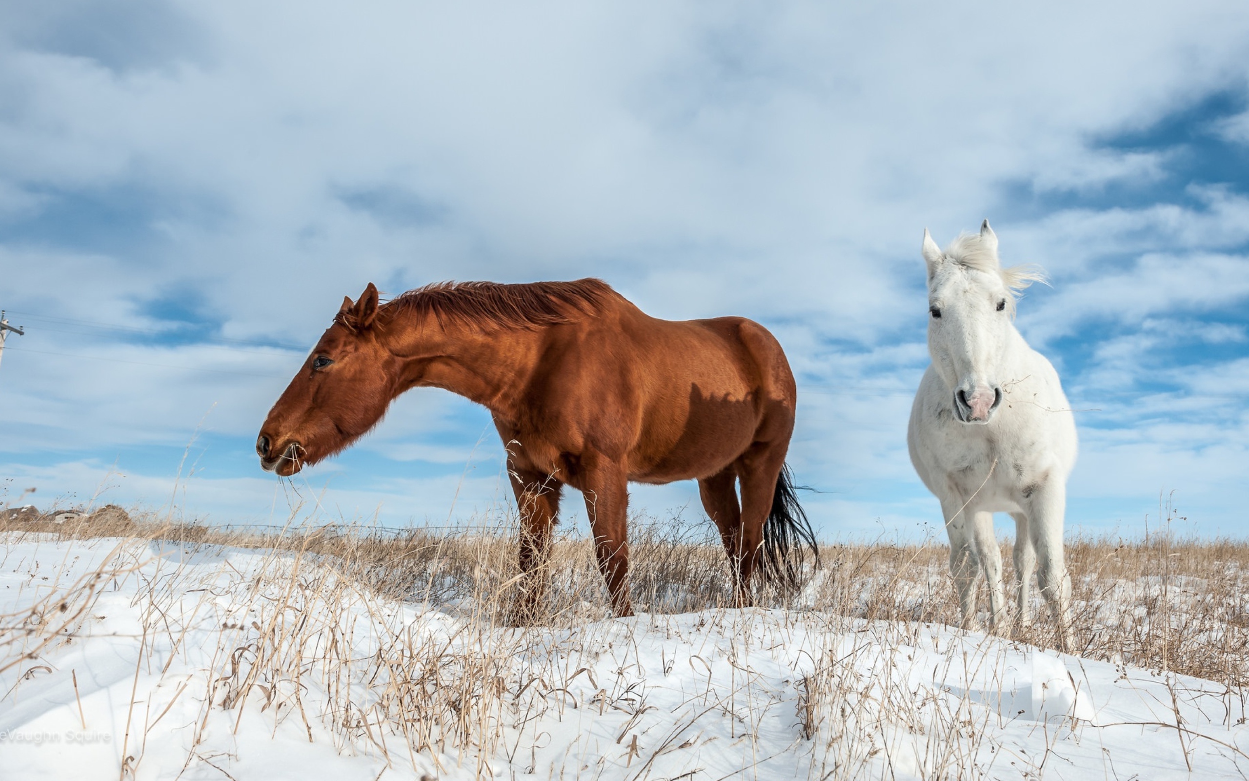 Белая и коричневая лошадь пасутся на покрытом снегом поле 