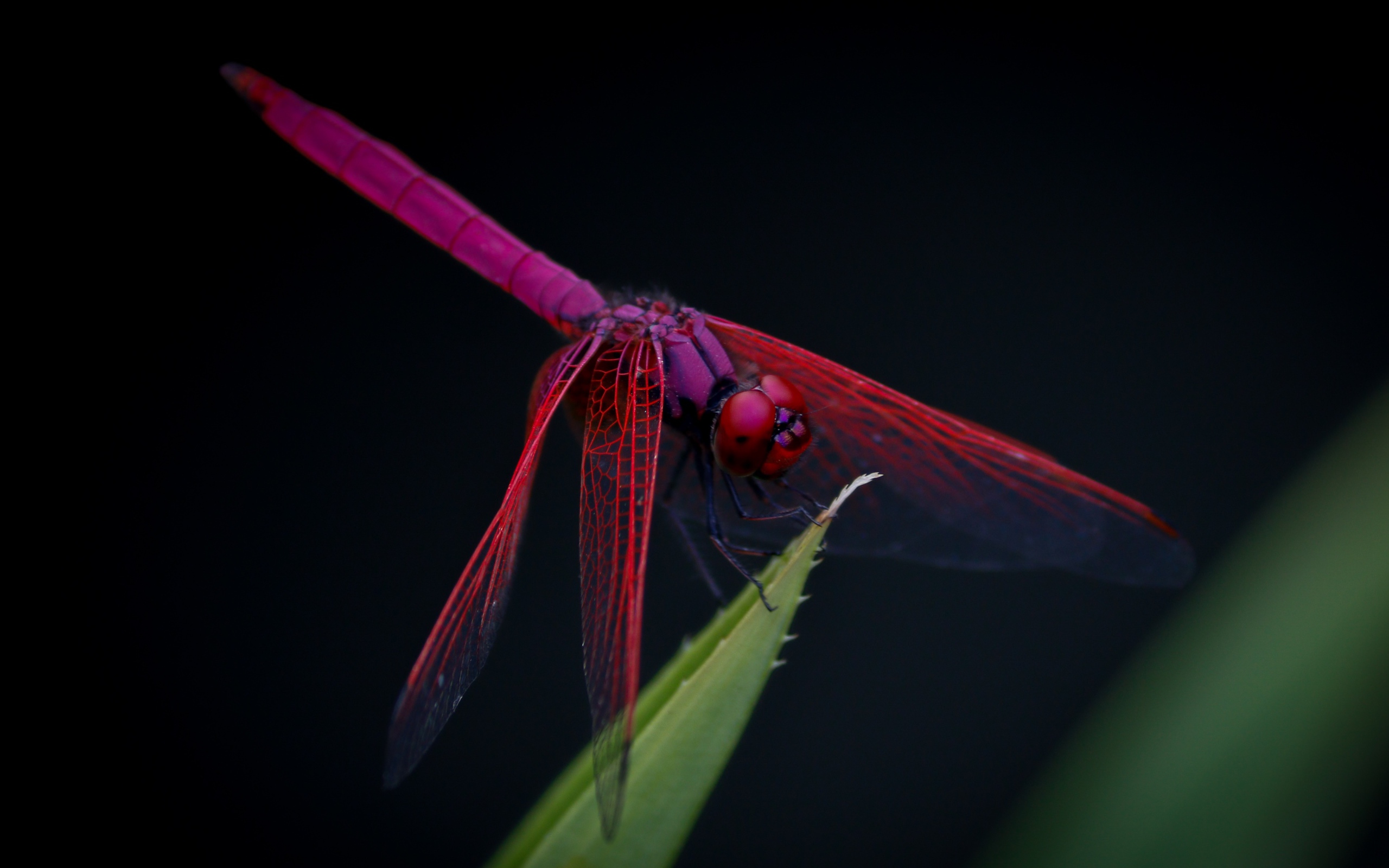 Красная стрекоза сидит на зеленом листе