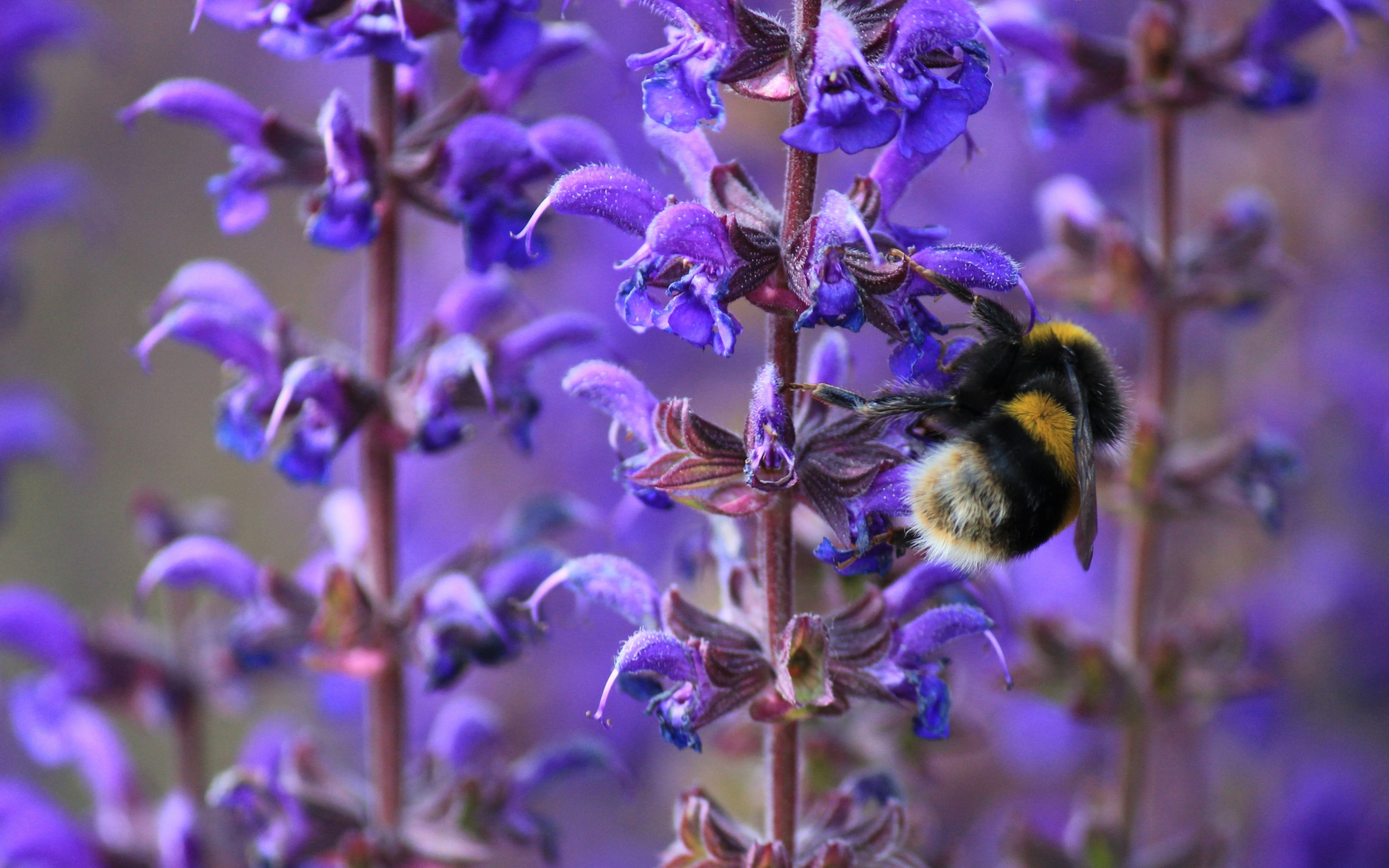 Пчела сидит на синем цветке лаванды