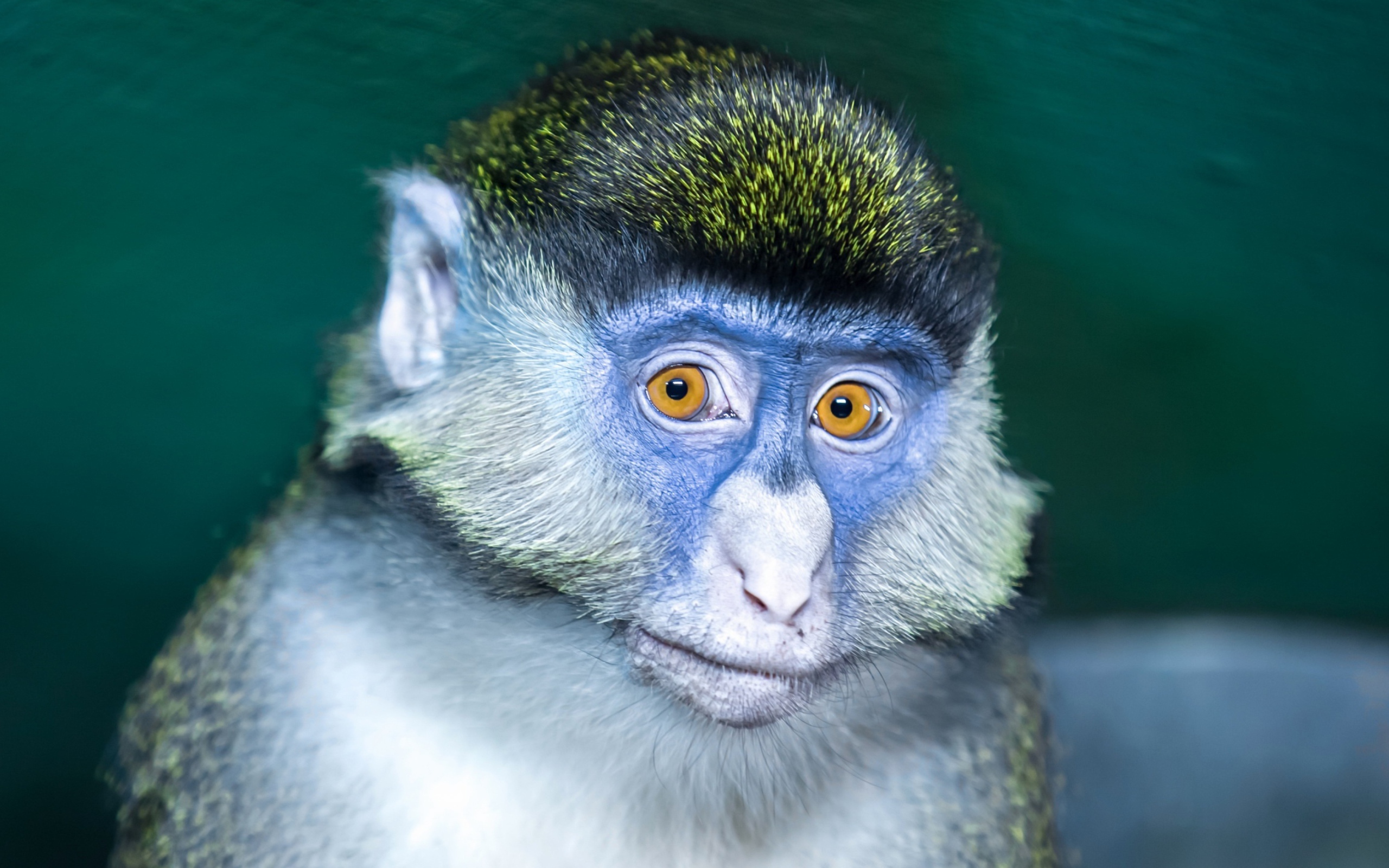 Мартышка с голубой мордой