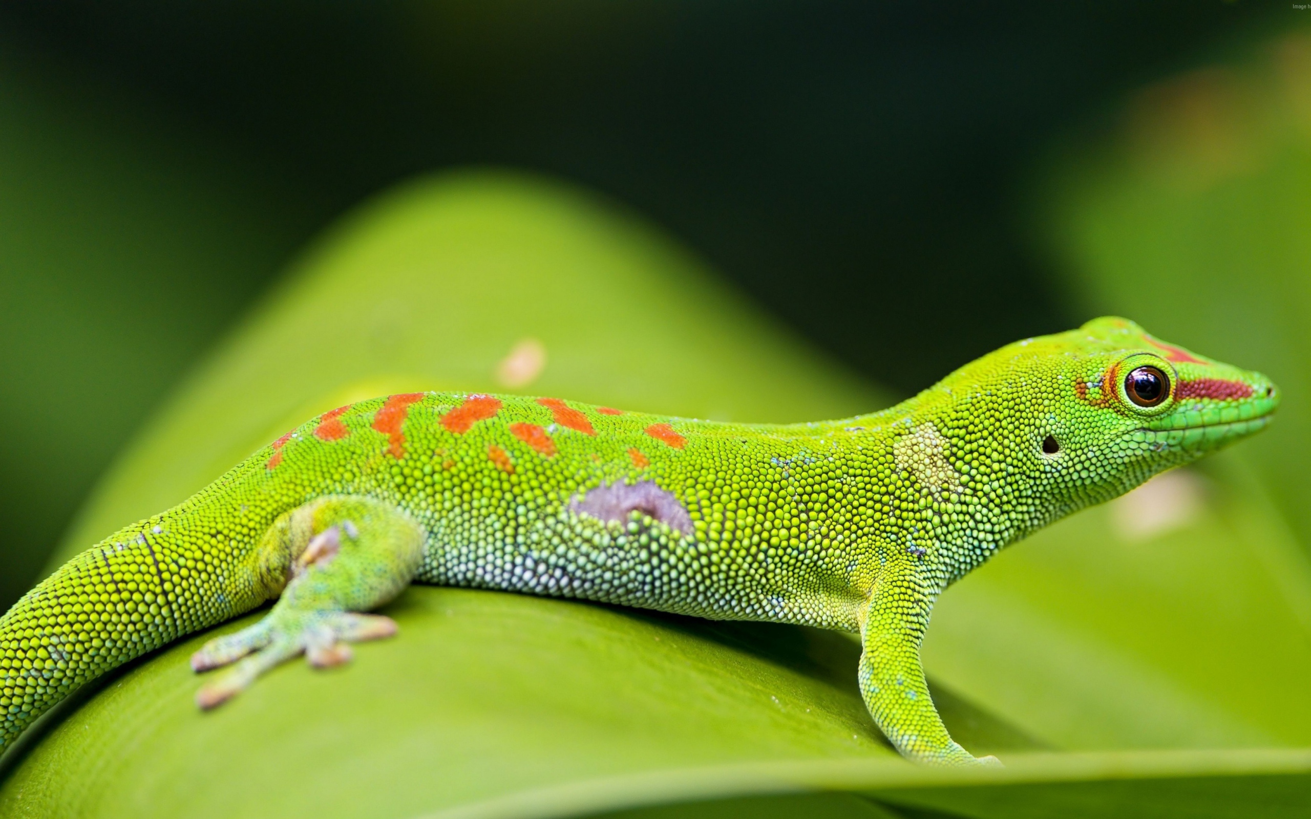 Красивый зеленый геккон на зеленом листе