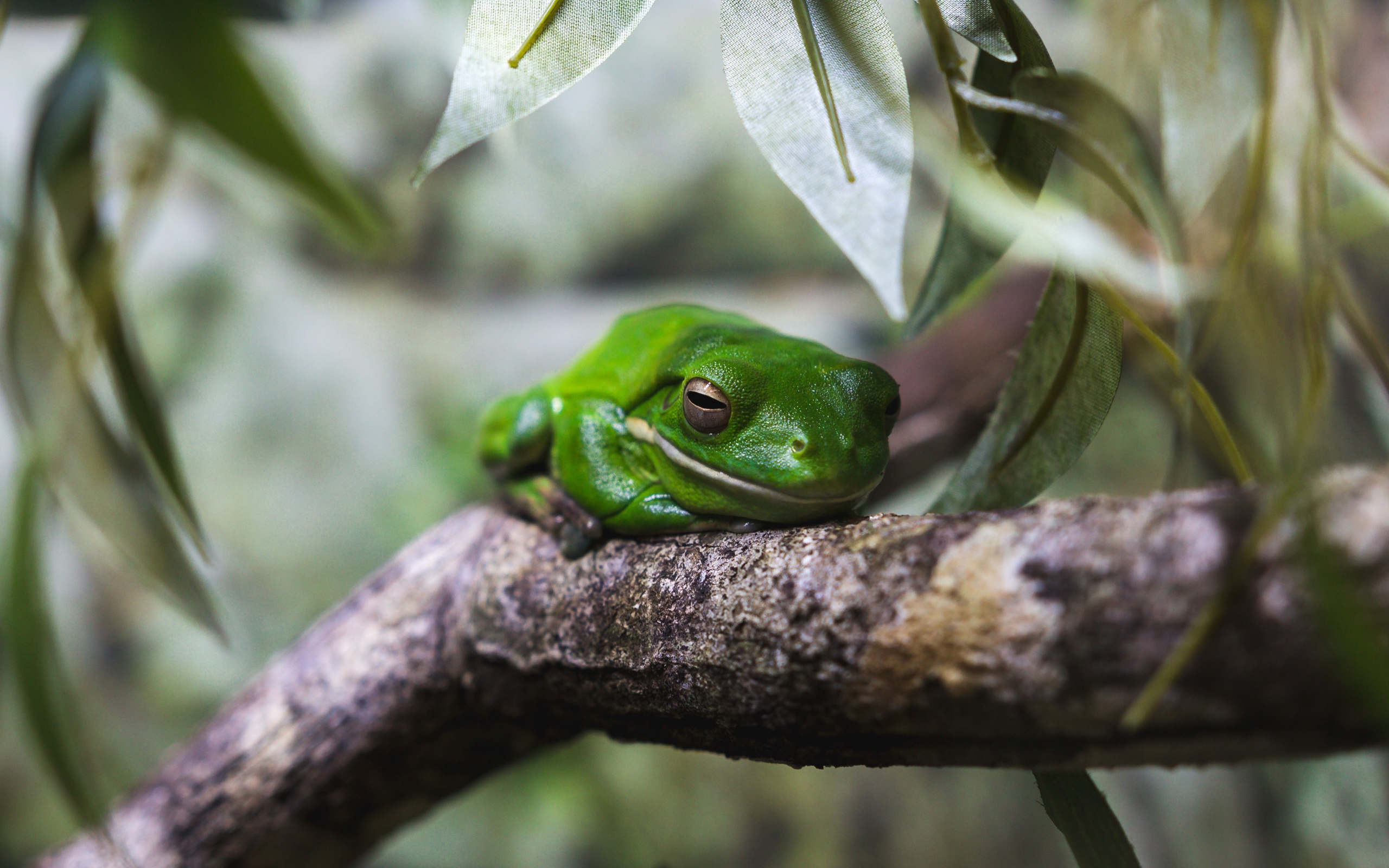 Зеленая лягушка на дереве 