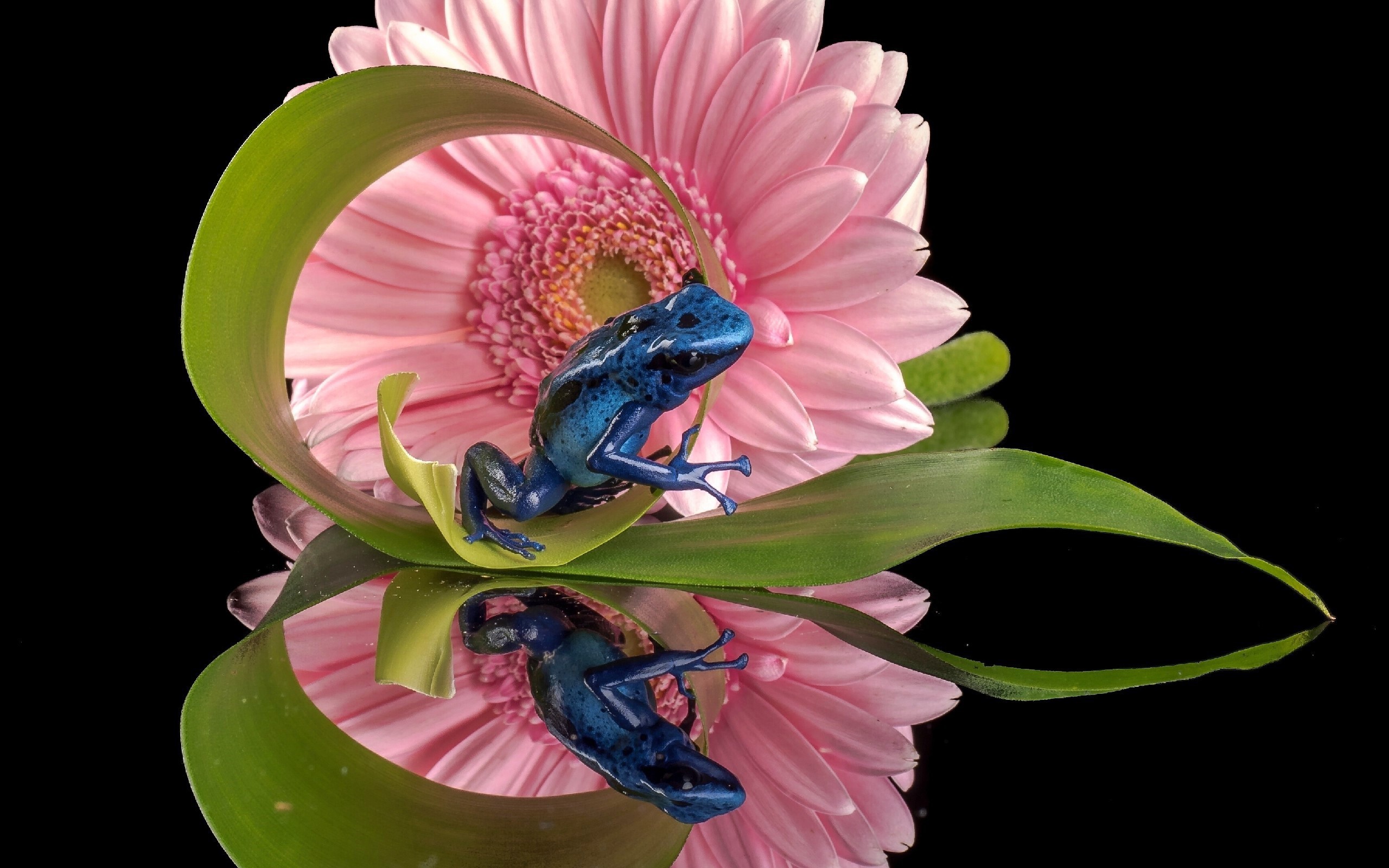 Синяя лягушка и герберы отражены в зеркальной поверхности стола