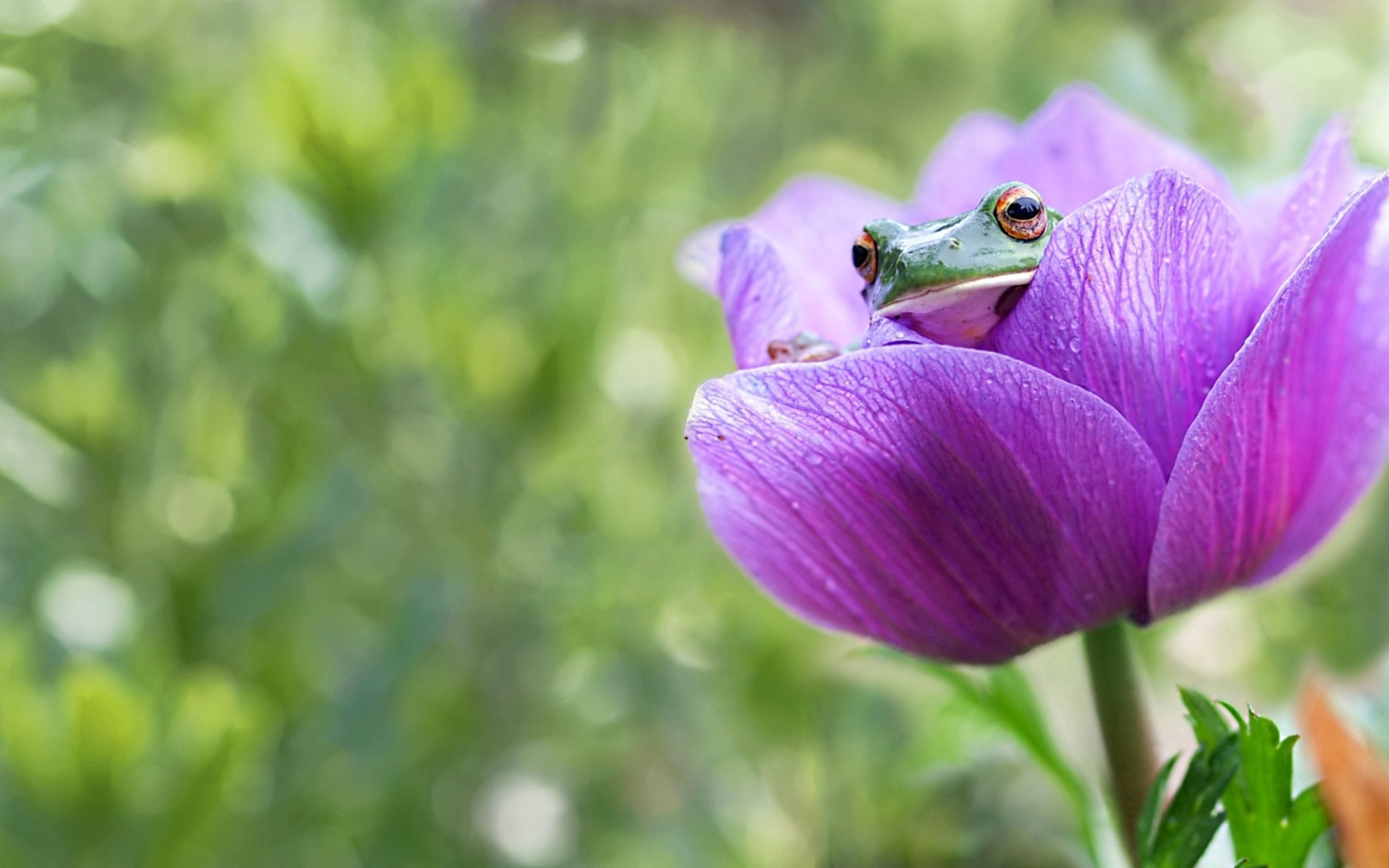 Лягушка сидит в сиреневом цветке 