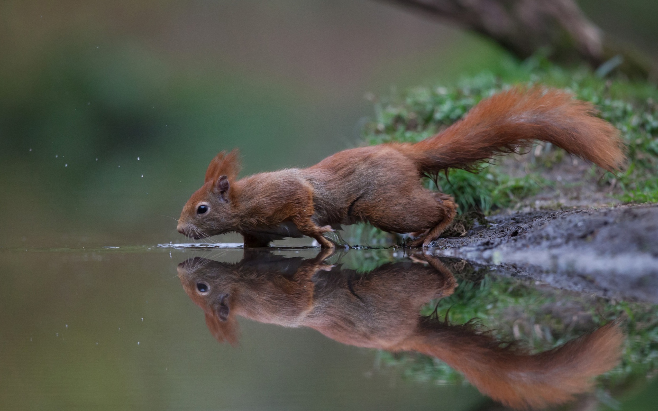 Маленькая рыжая белка у воды 