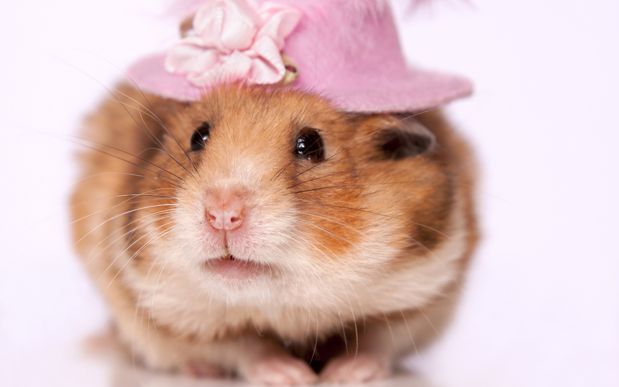 Забавный хомяк в шляпке на белом фоне