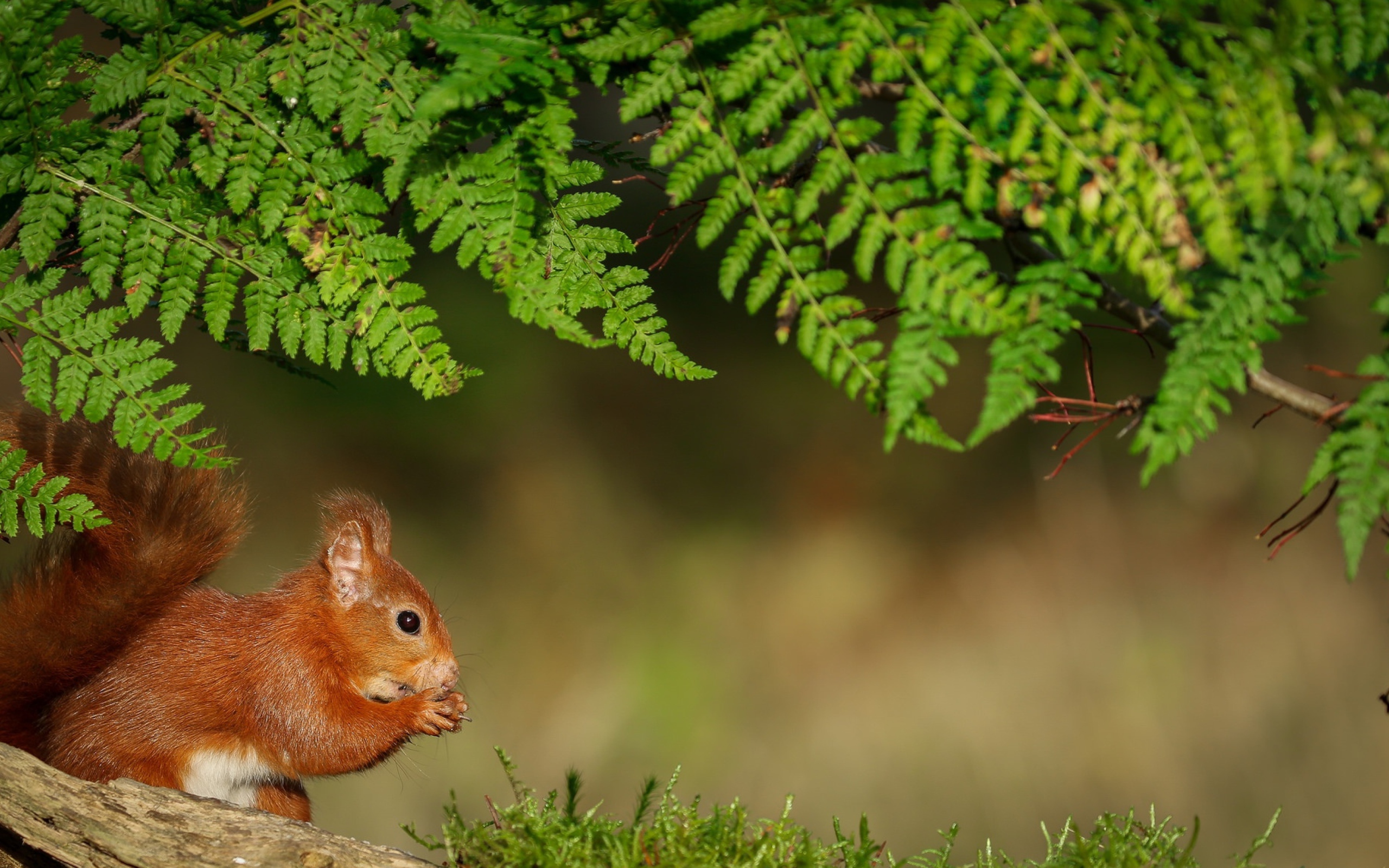 Рыжая белка сидит под зеленой веткой