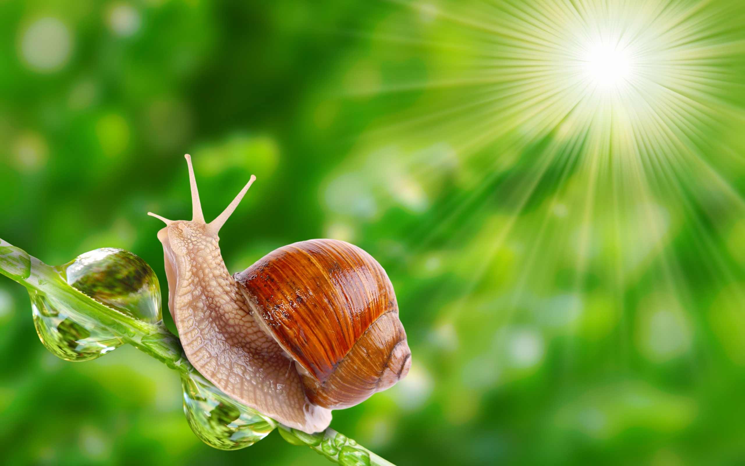 Улитка в лучах солнца на травинке 