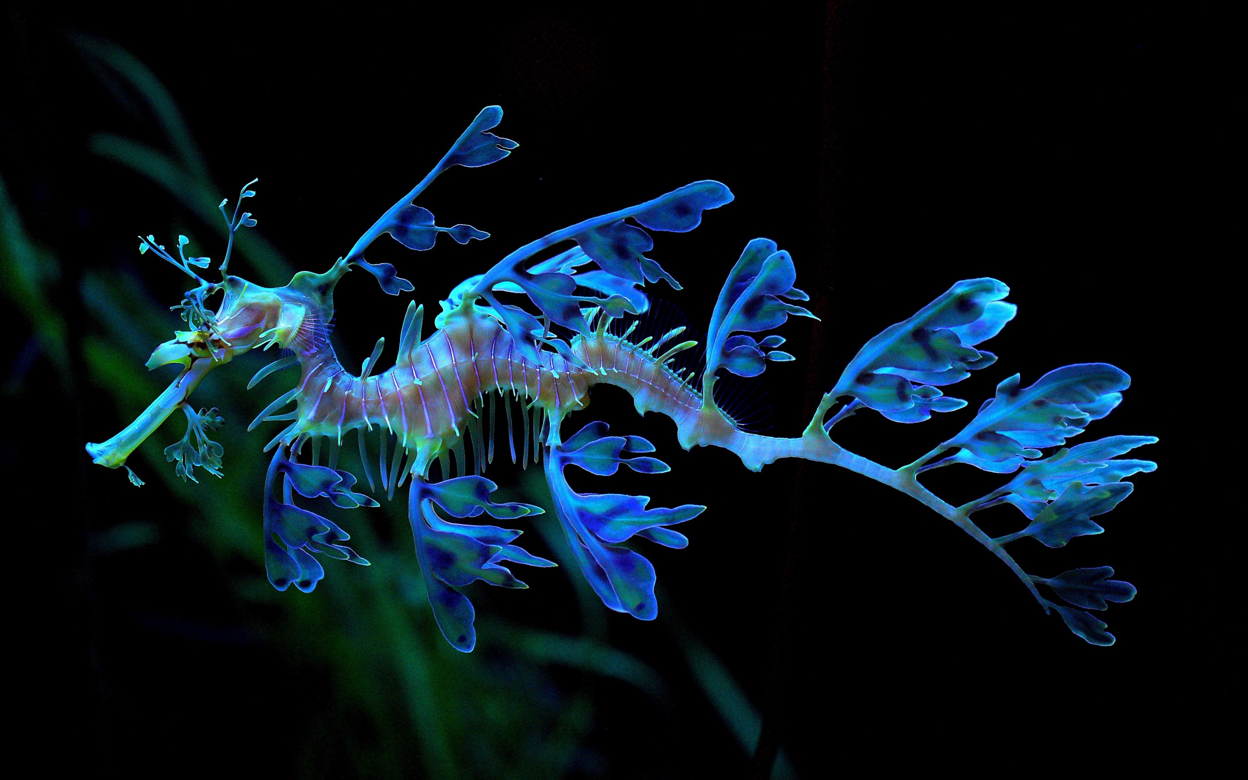 Необычный голубой Морской конёк-тряпичник 