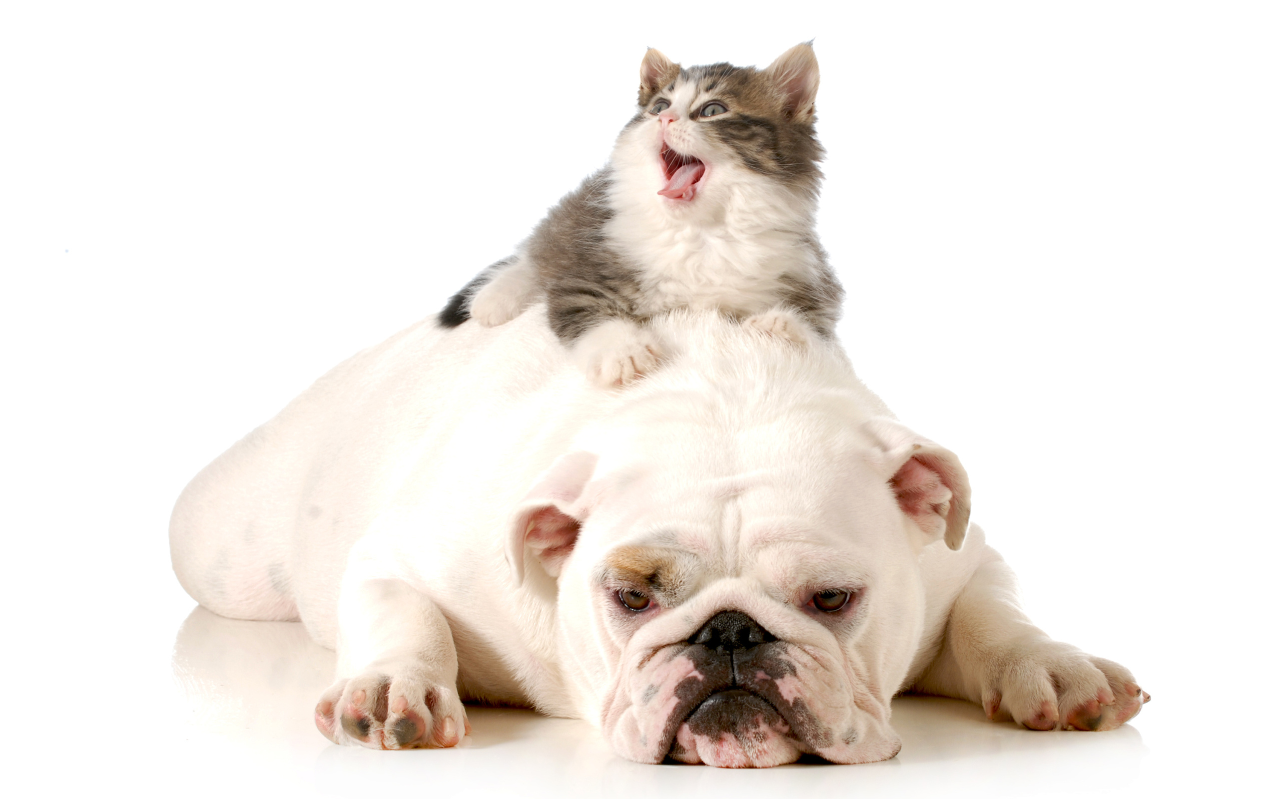 Маленький котенок лежит на грустном английском бульдоге