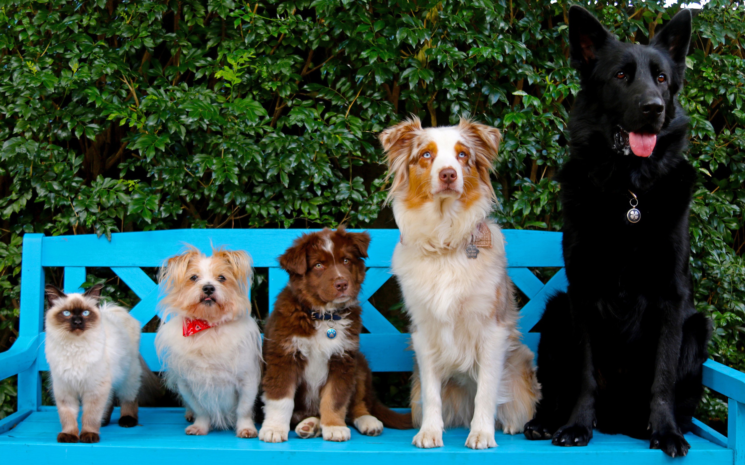 Милые собаки и кот на сидят на лавке 