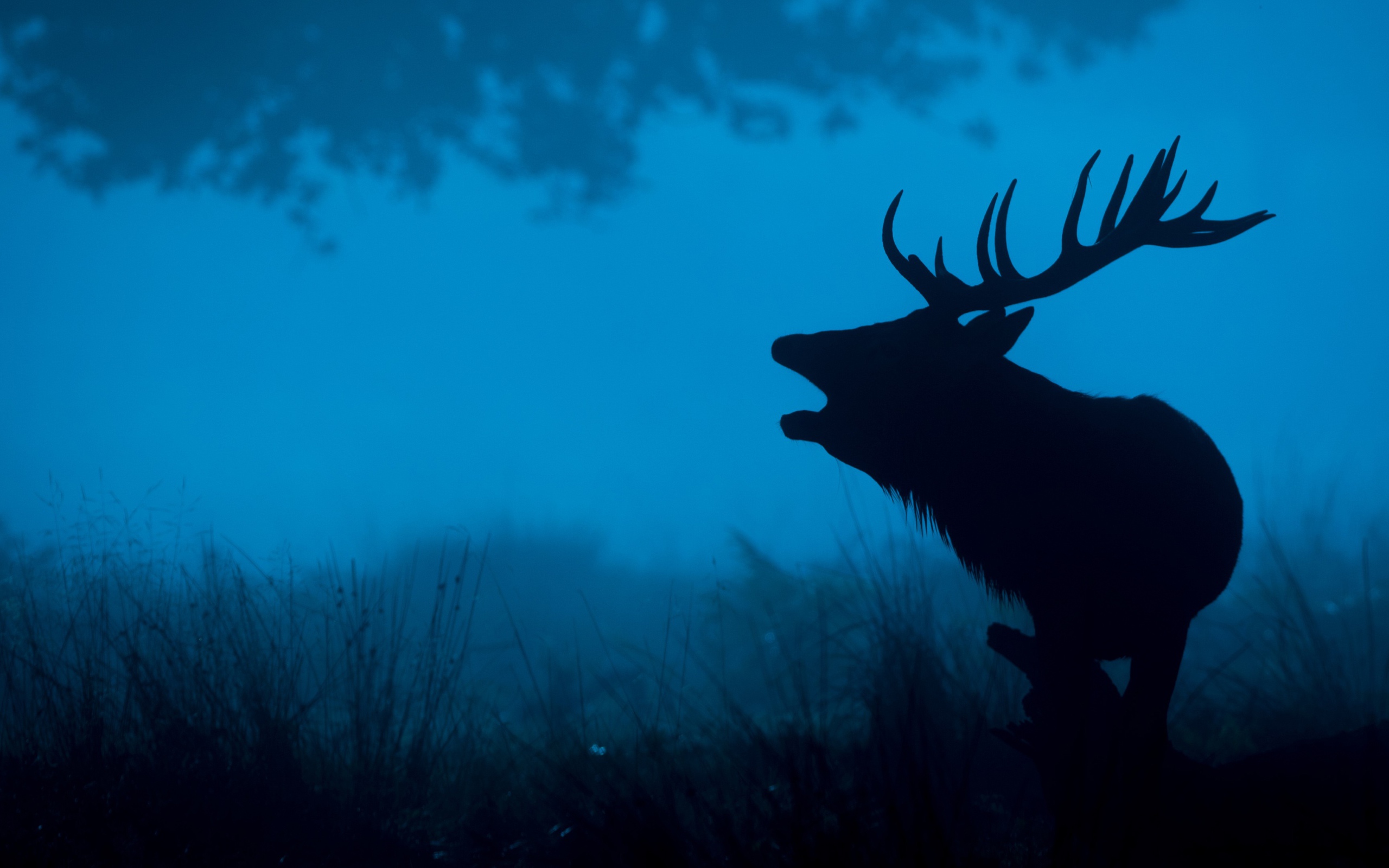 Силуэт лесного оленя 