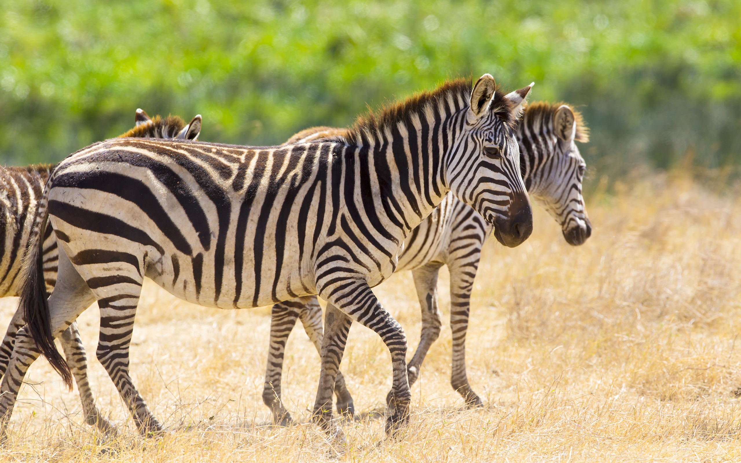 Полосатые зебры гуляют по сухой траве