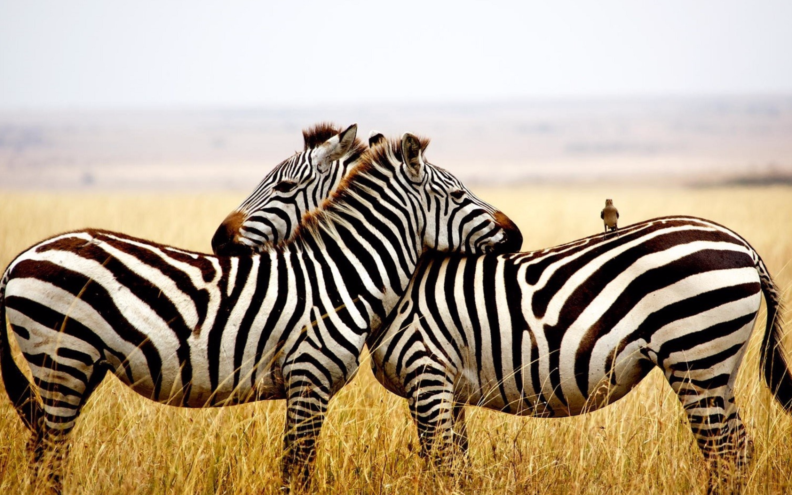 Две полосатые зебры в сухой траве 