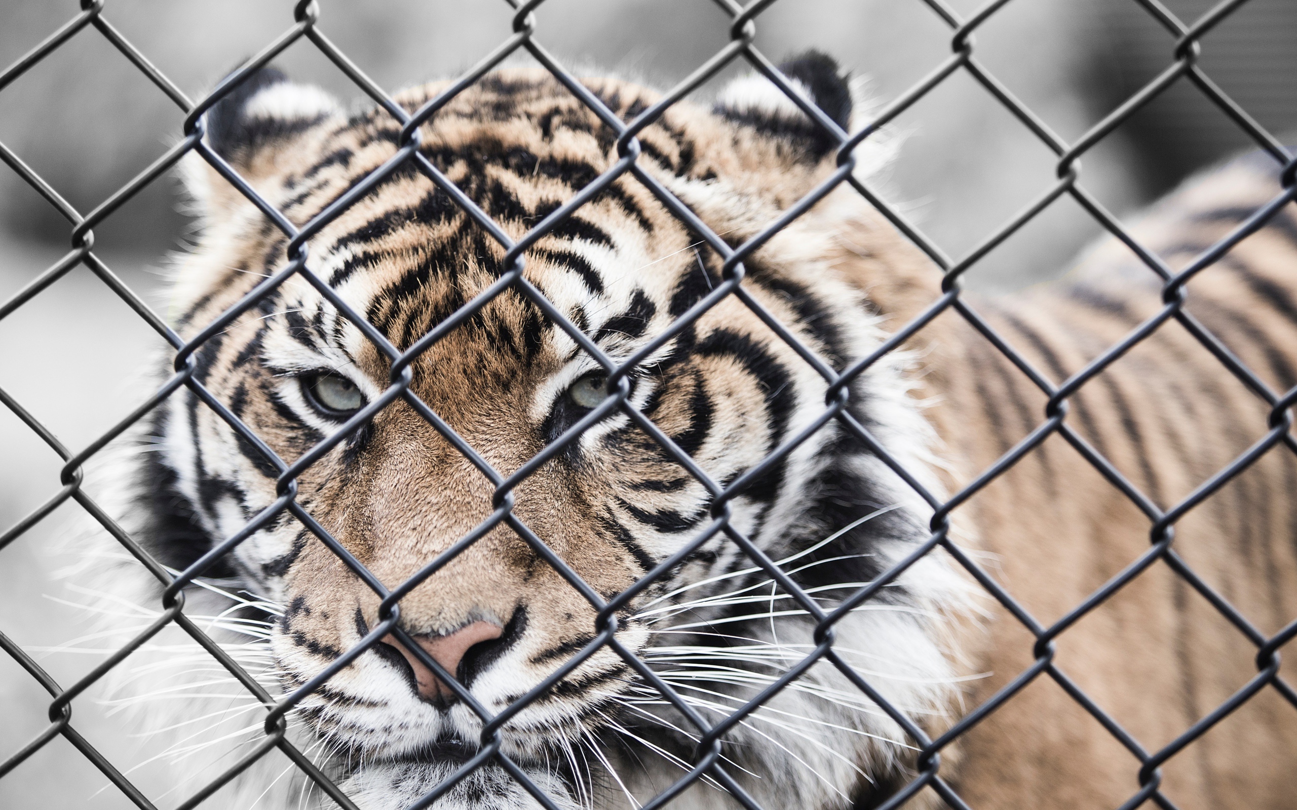 Большой полосатый тигр за железной сеткой