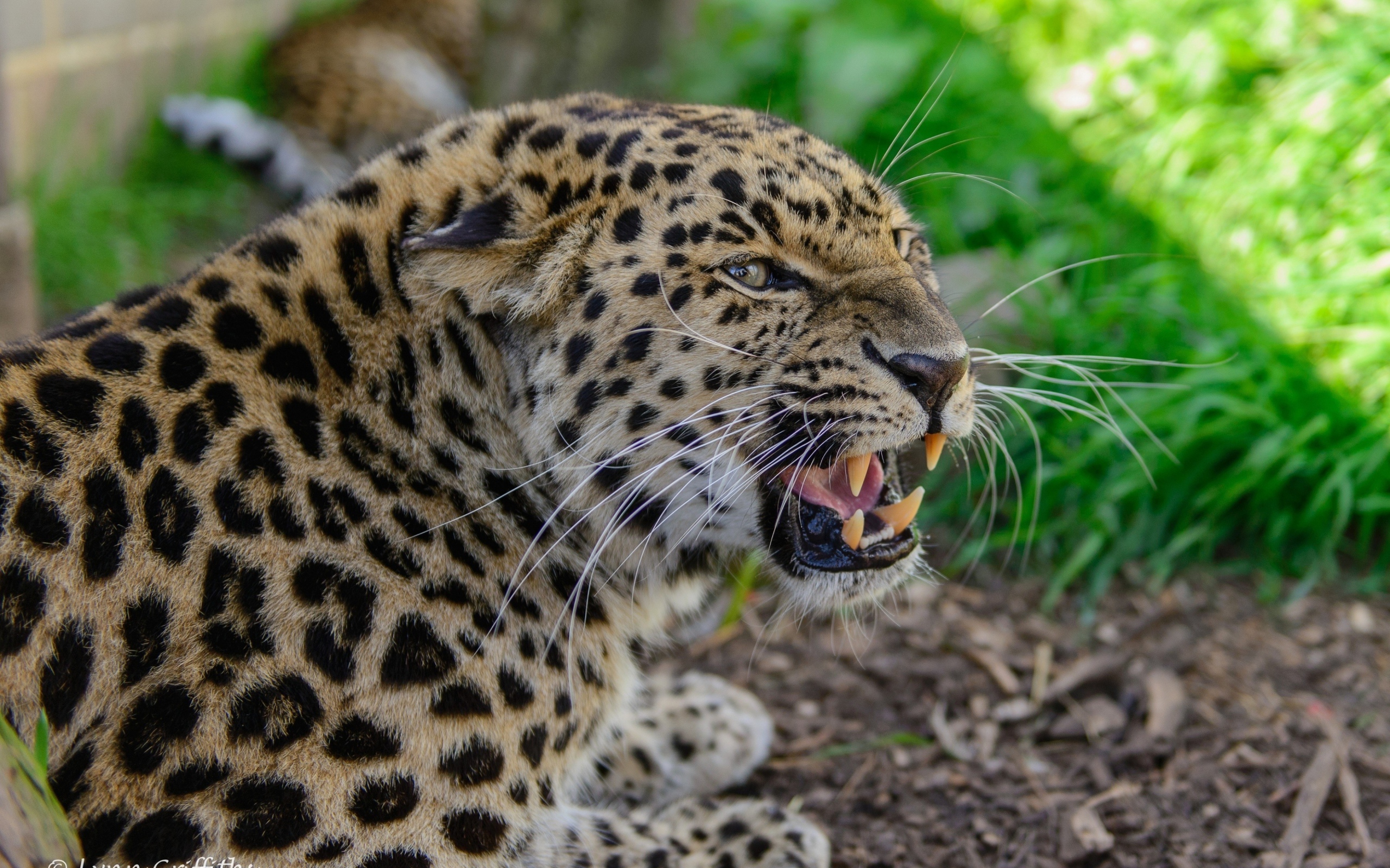 Агрессивный оскал леопарда