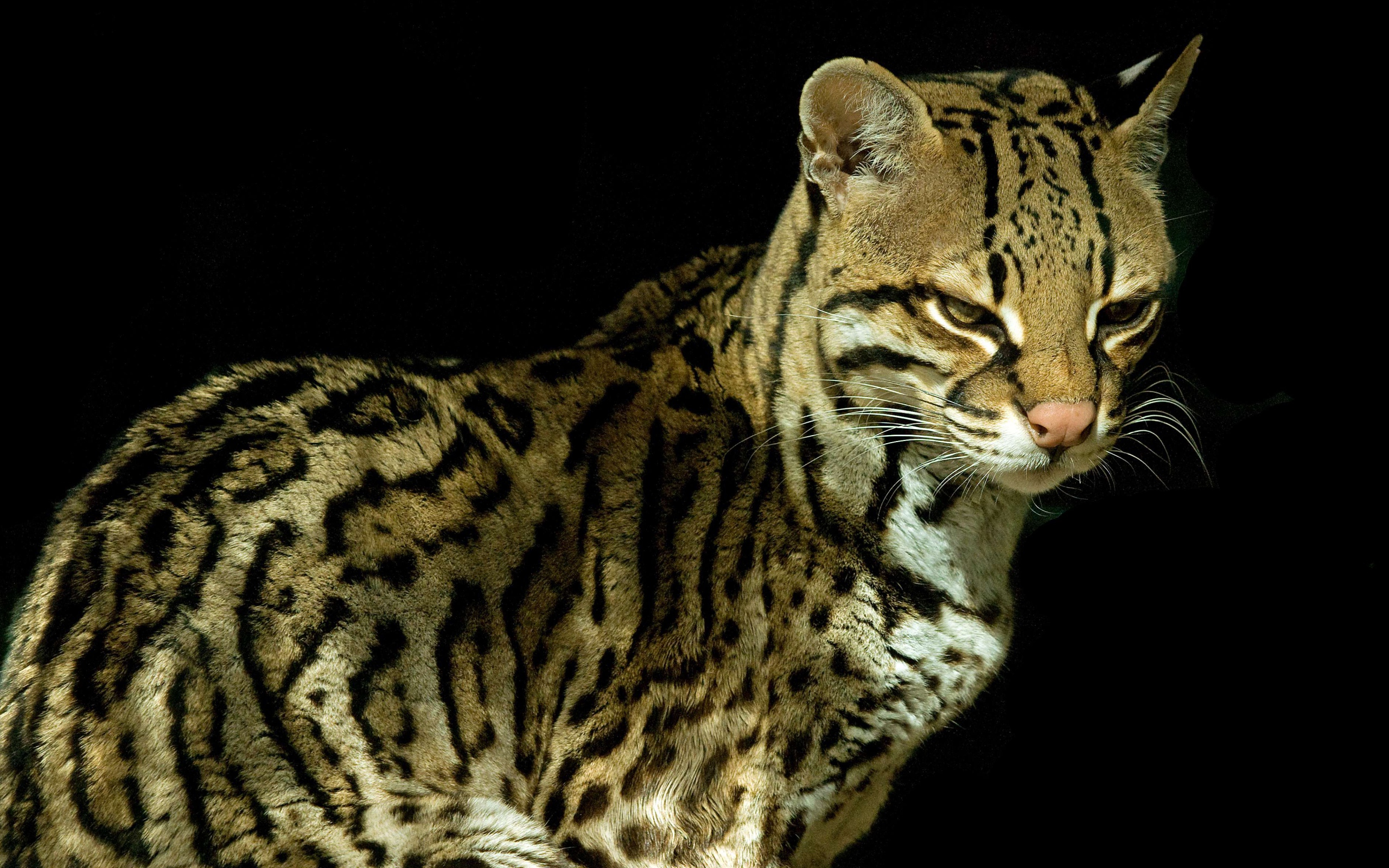 Красивый кот оцелот на черном фоне 