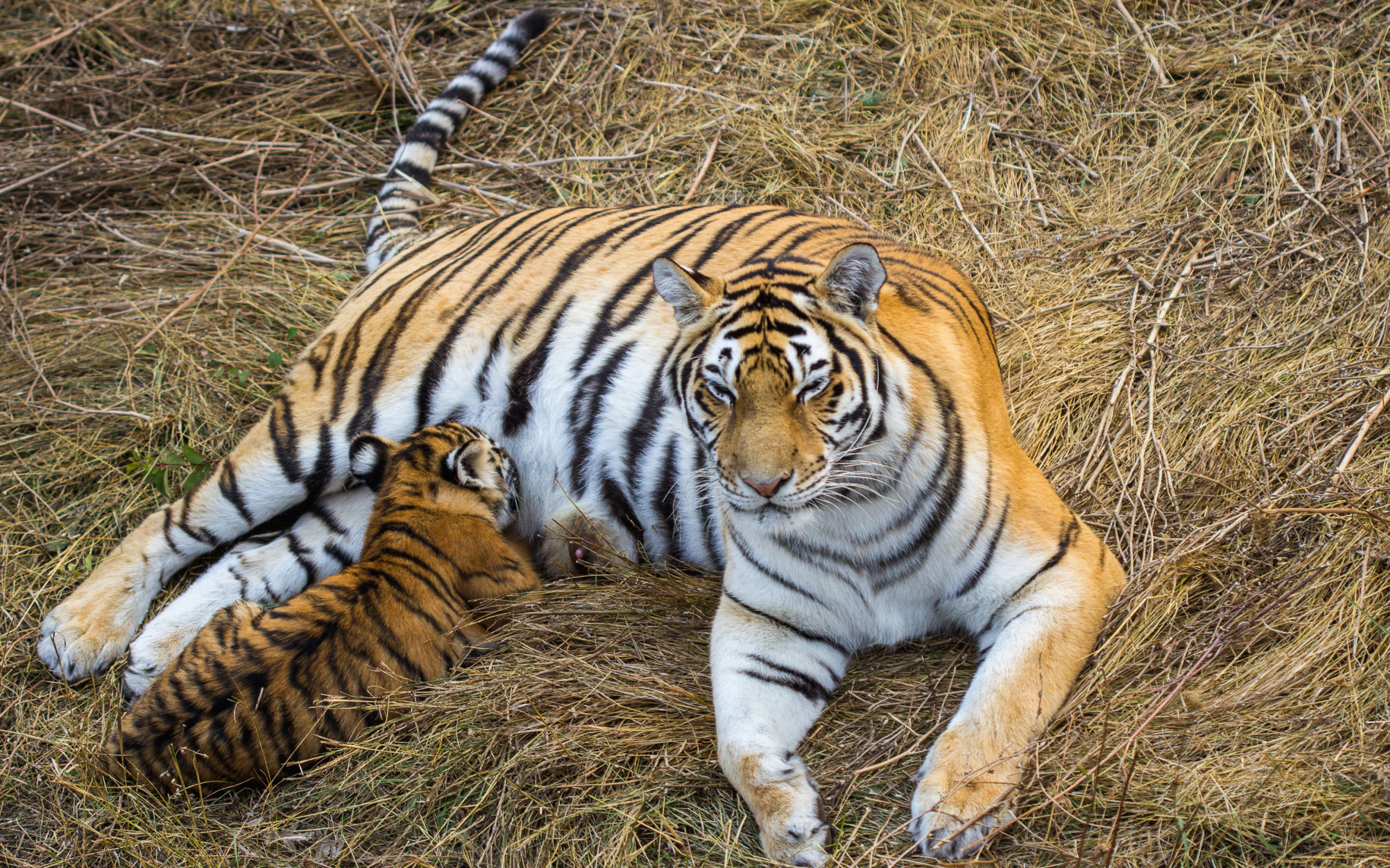 Большая красивая тигрица с детенышем