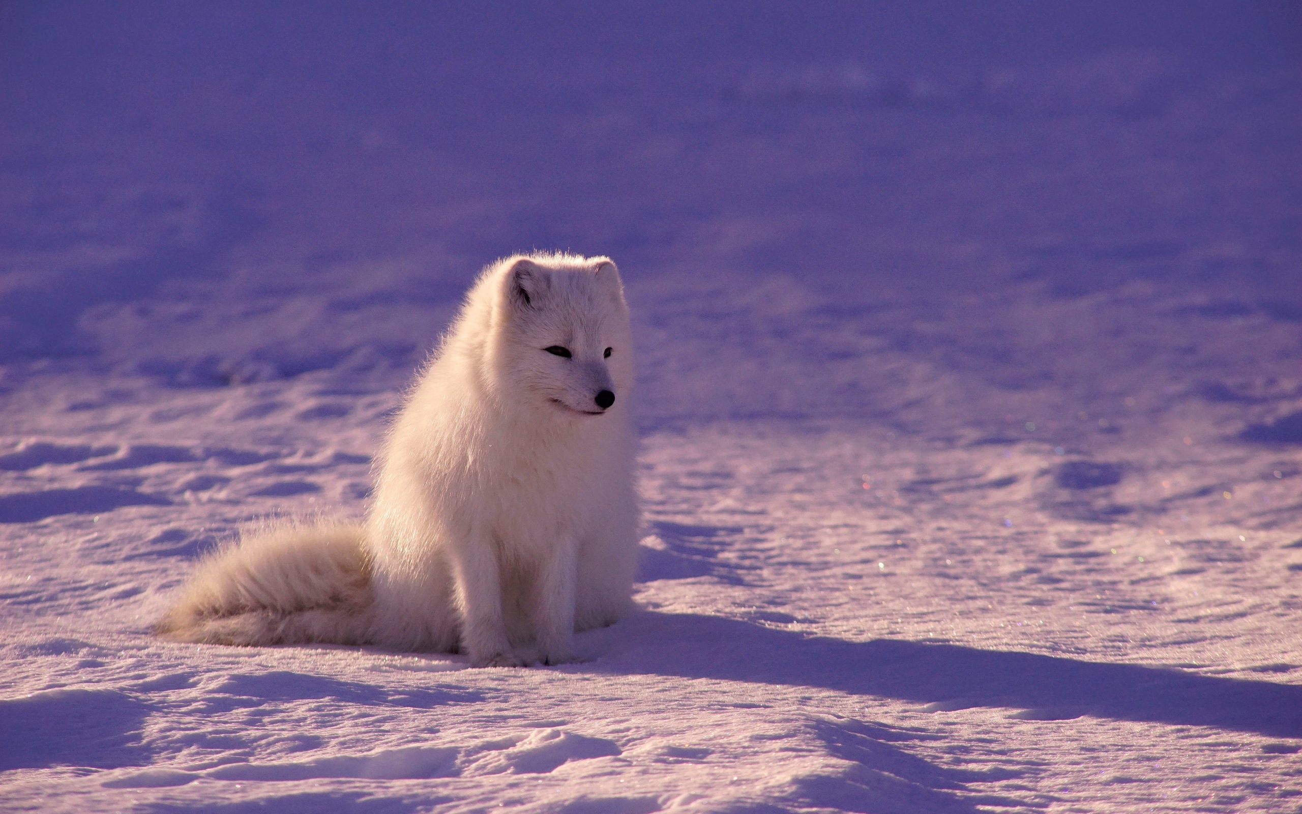 Грустный белый песец на снегу  