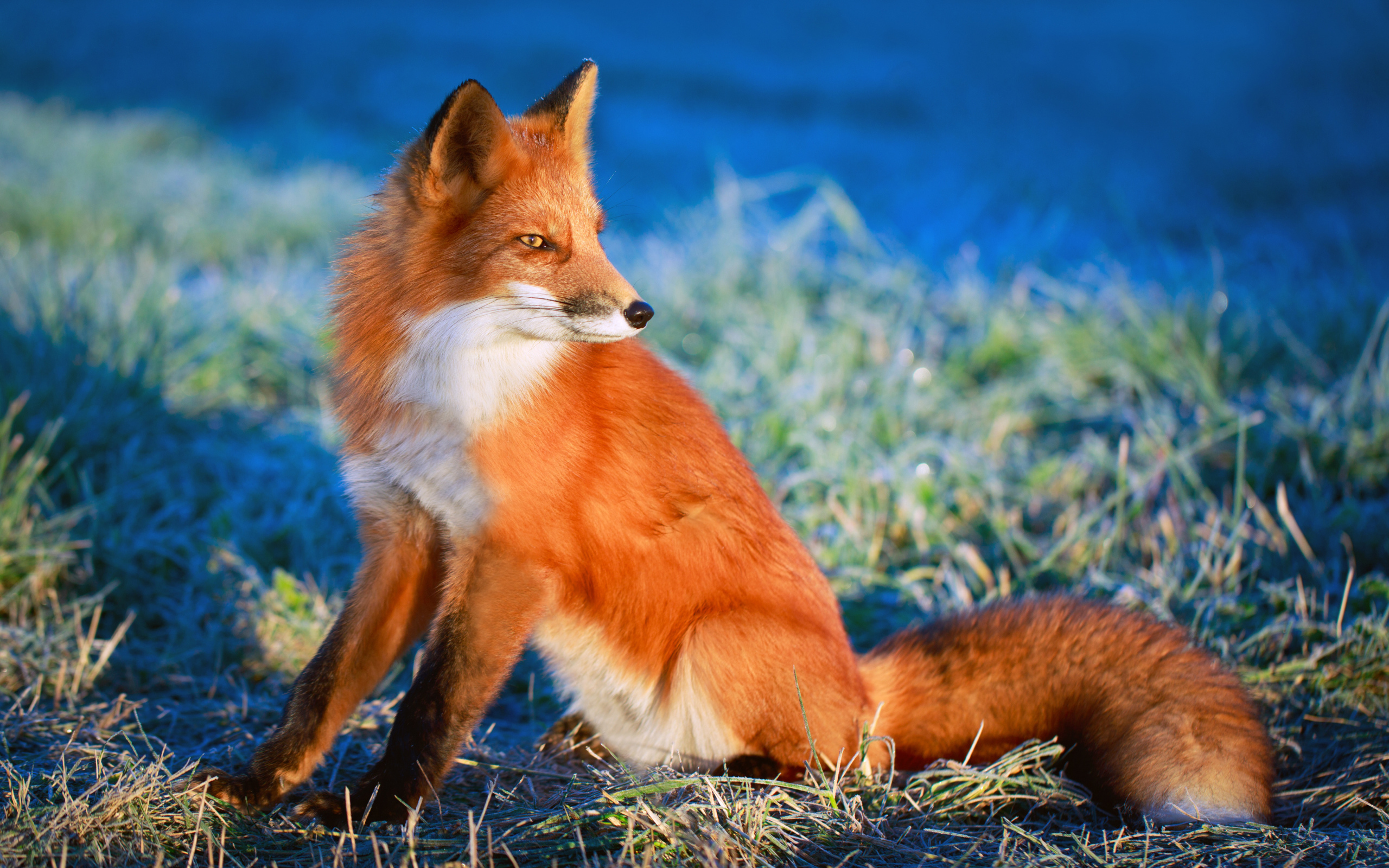 Хитрый взгляд рыжей лисы