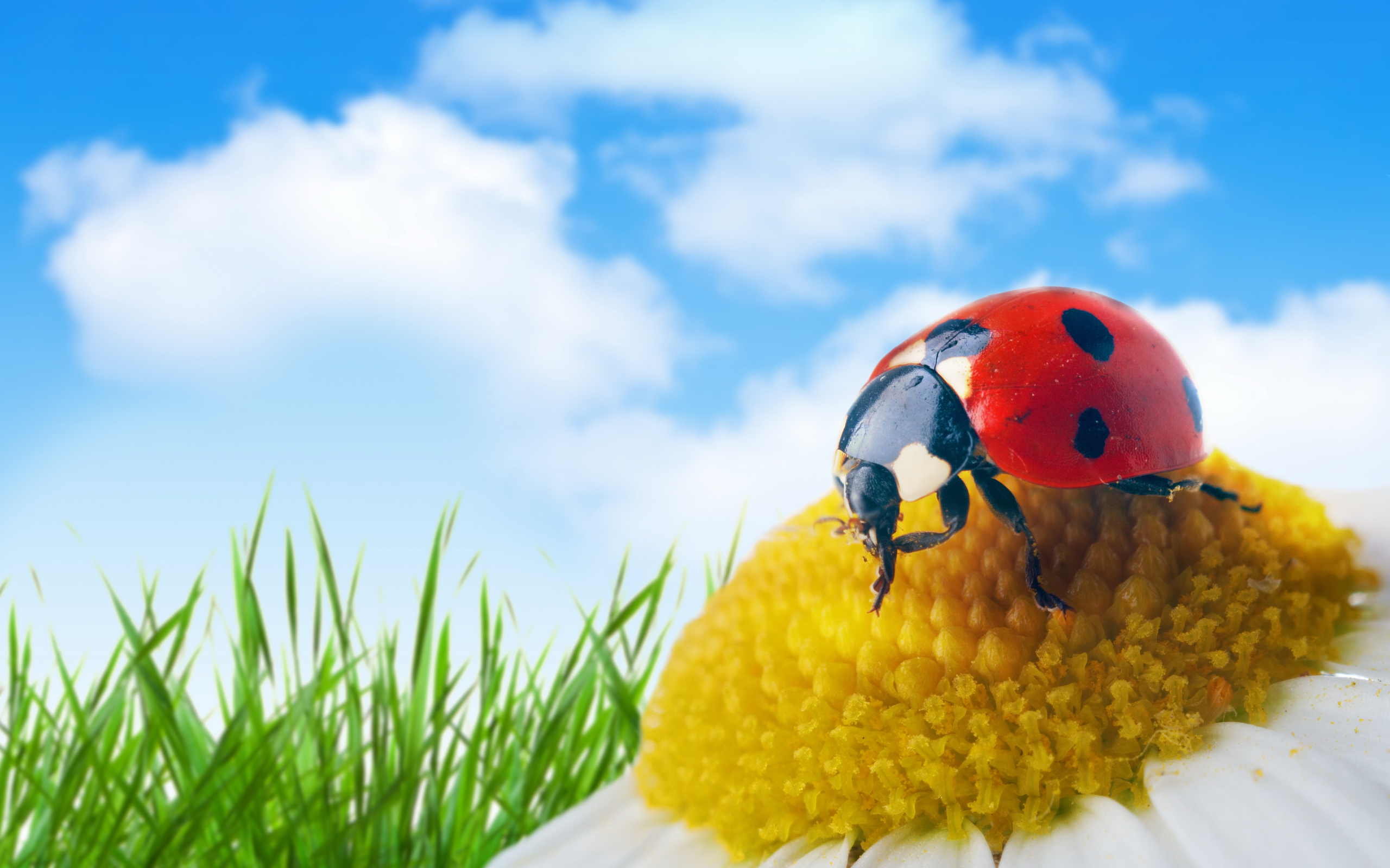 Ladybird on the yellow middle of a flower, macro