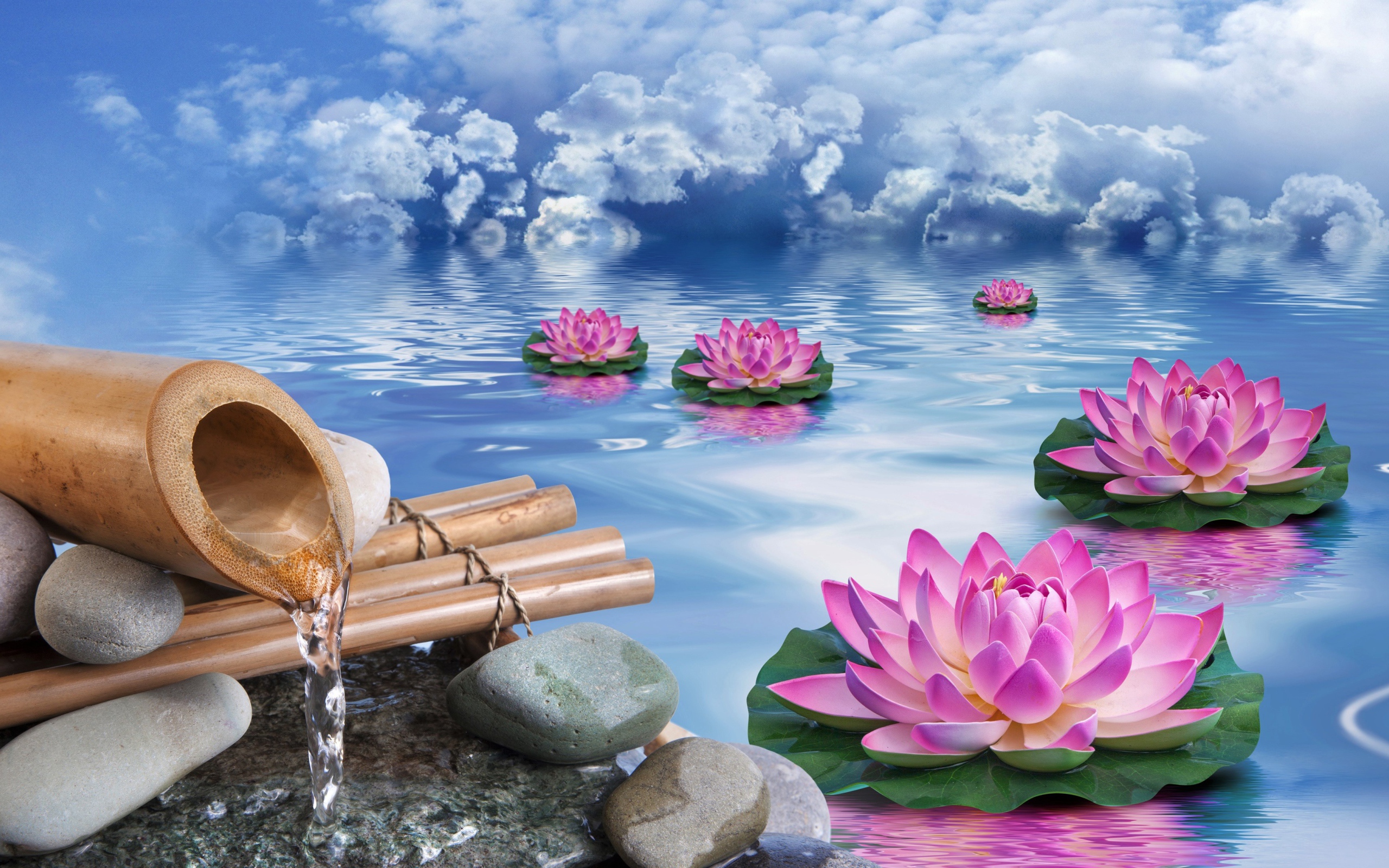 Фантастические кувшинки в воде под голубым небом