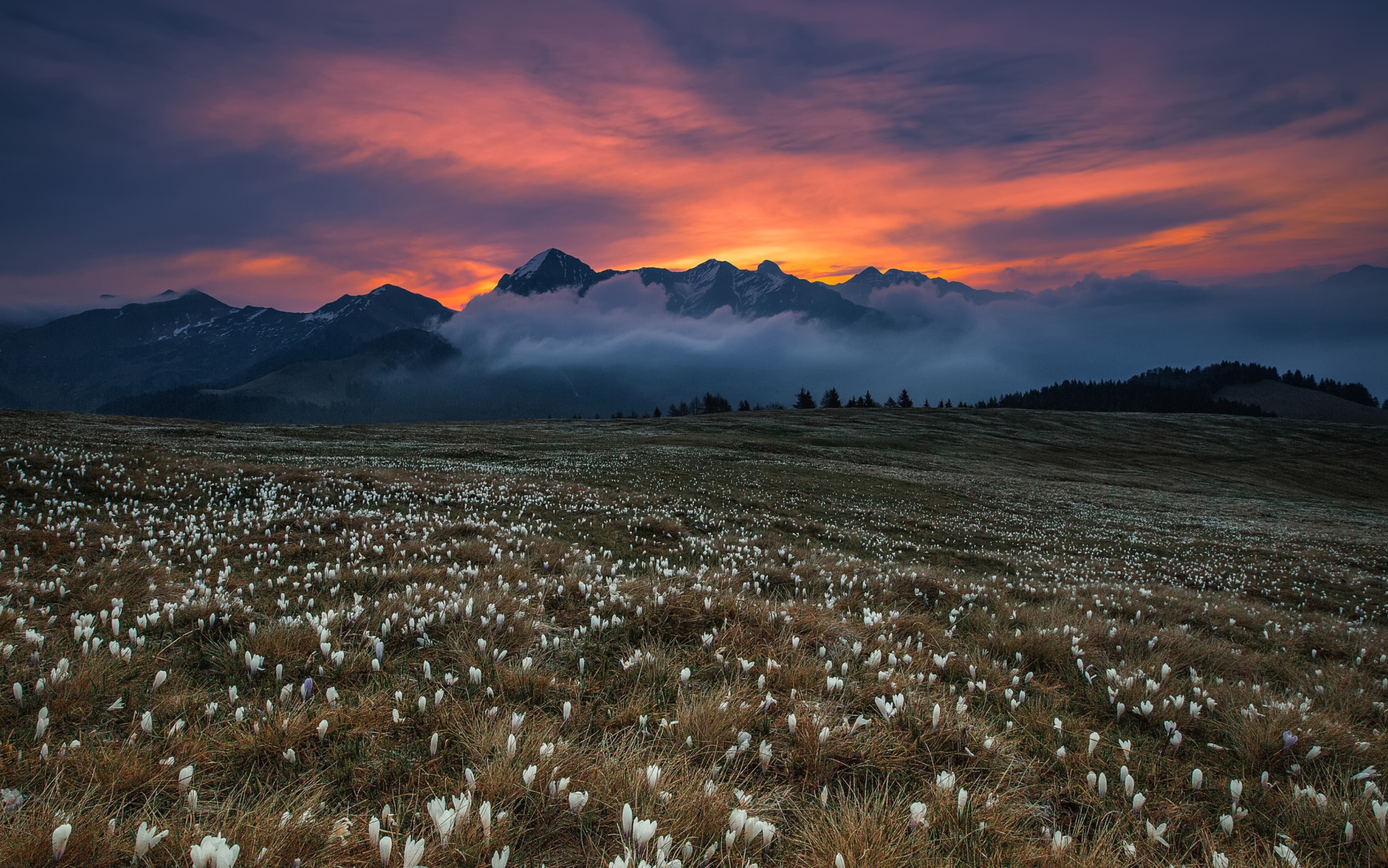 Поле белых крокусов у гор на фоне неба 