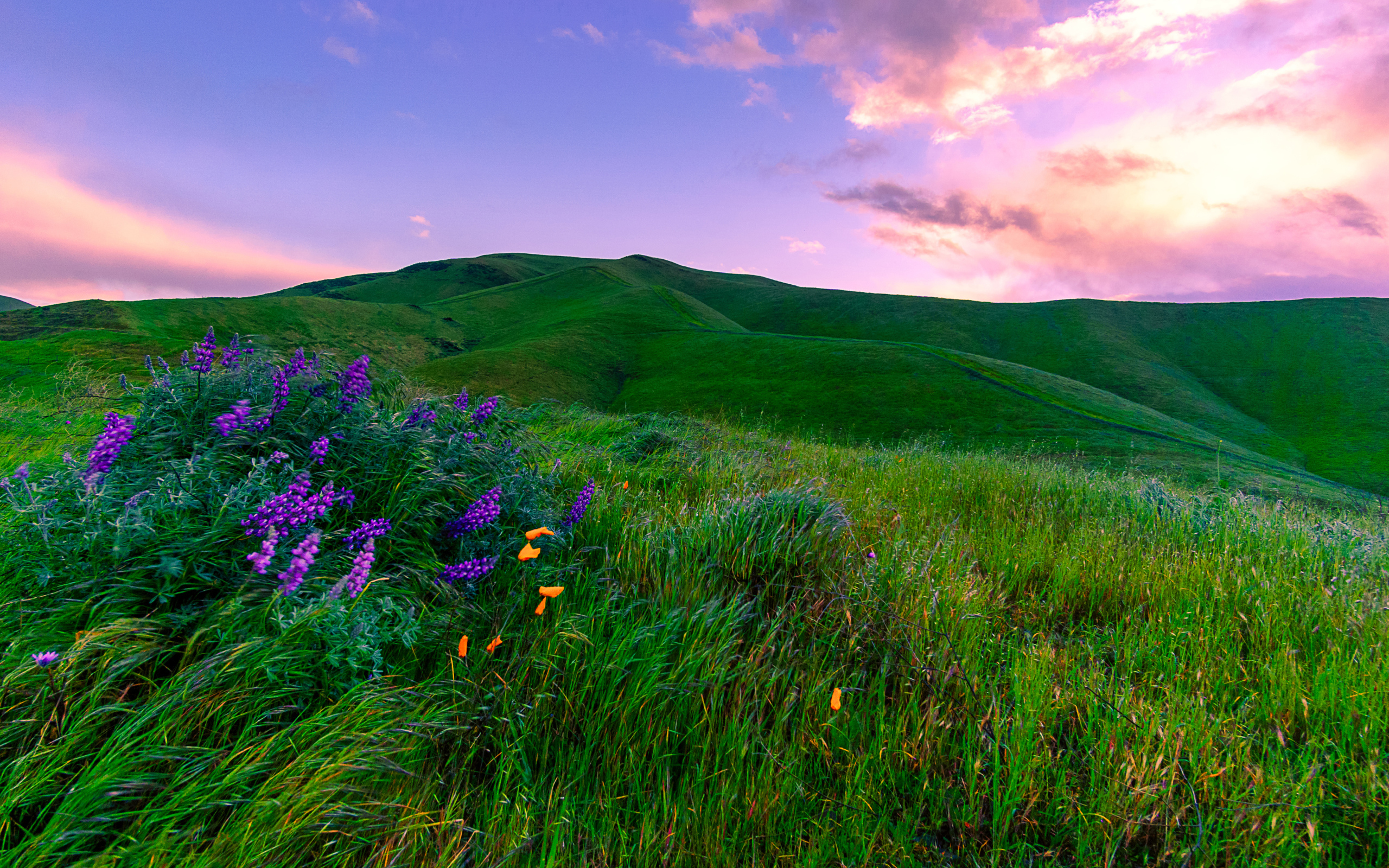Зеленые луга, Калифорния. США 