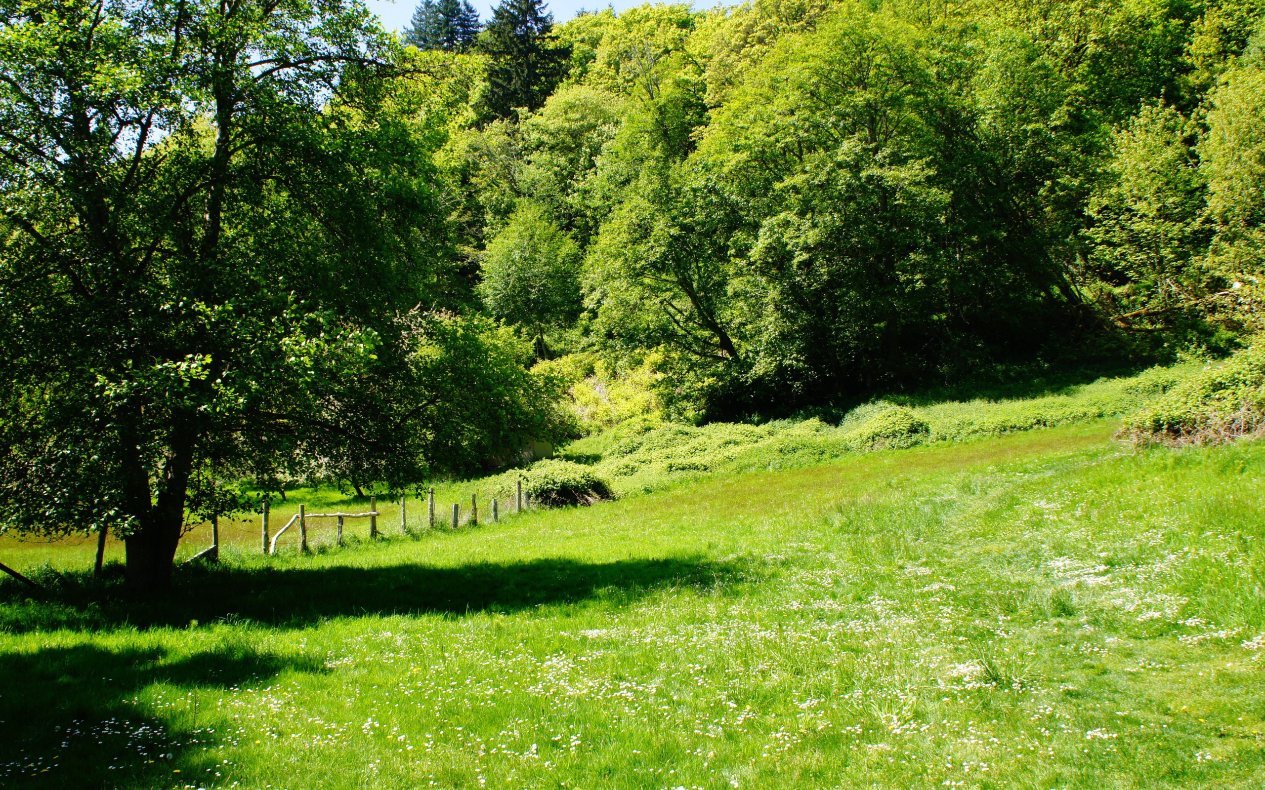Зеленые деревья и трава летом 