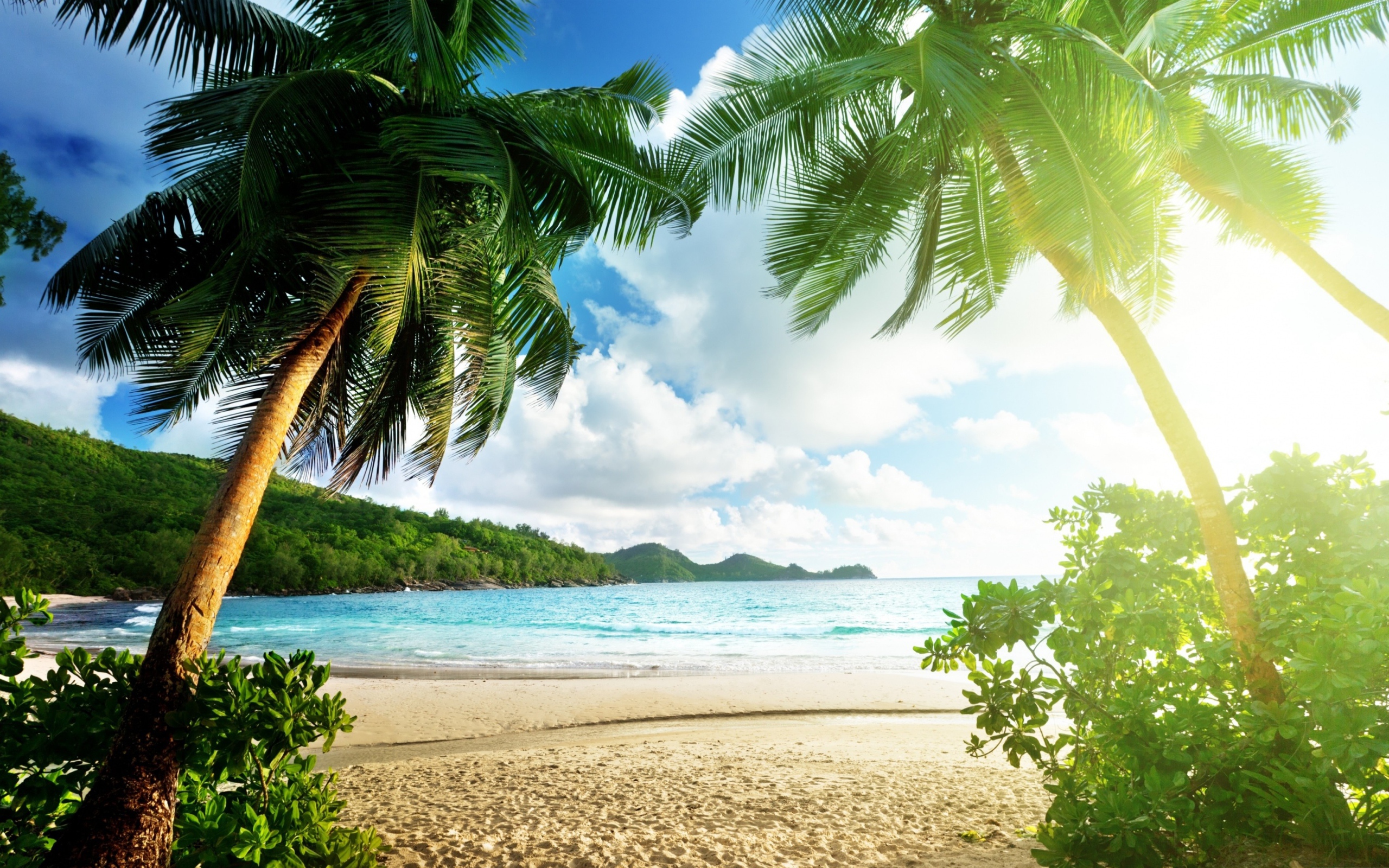 Высокие зеленые пальмы на берегу океана