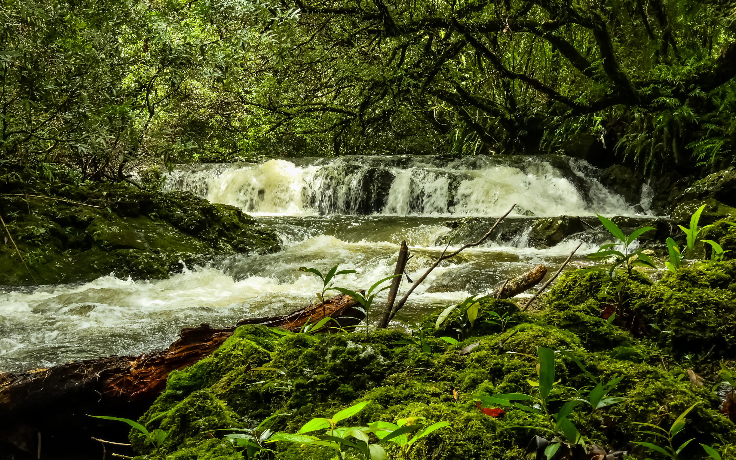 Водопад в лесу между деревьев, Франция 