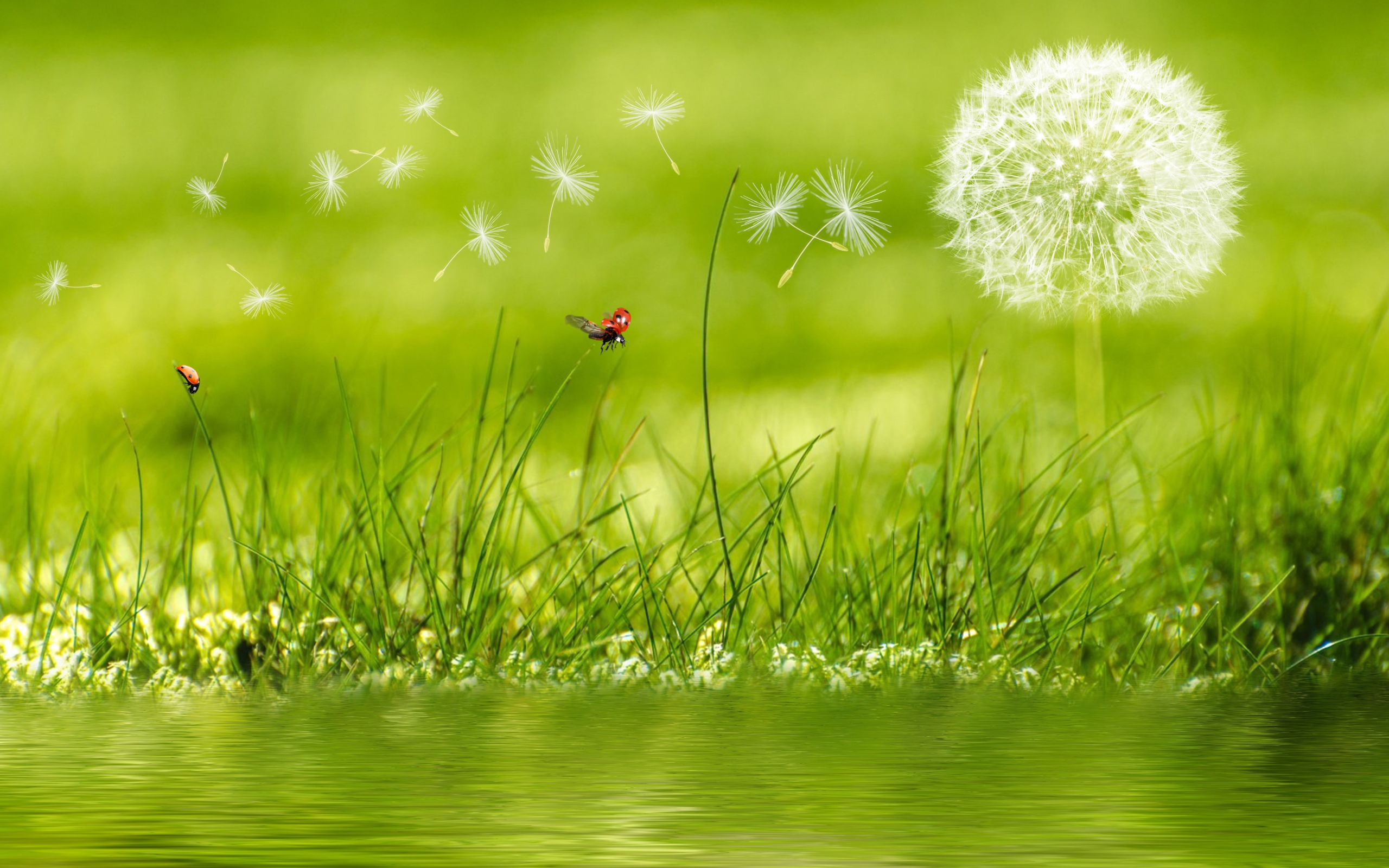 Белый одуванчик с зеленой травой у воды