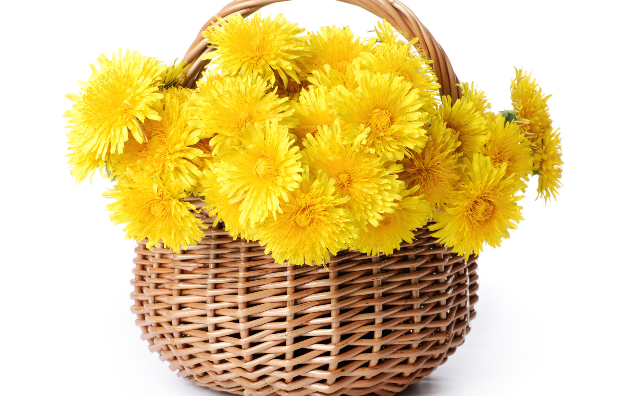 Корзина желтых одуванчиков на белом фоне