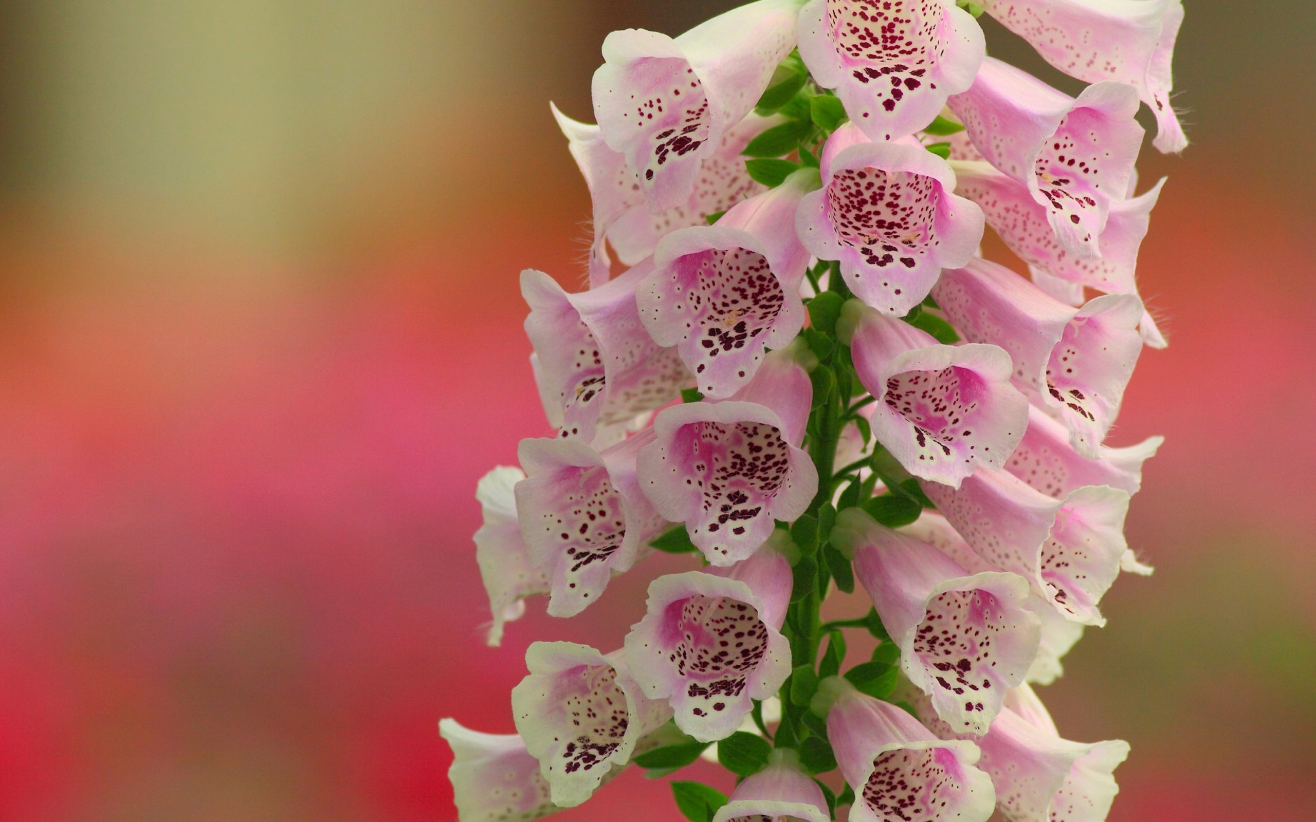 Красивые нежные розовые цветы наперстянка