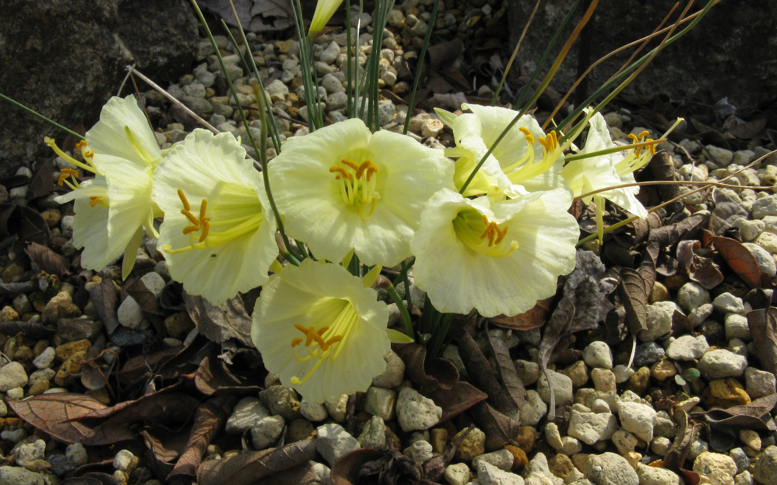 Красивые цветы нарциссы на камнях  