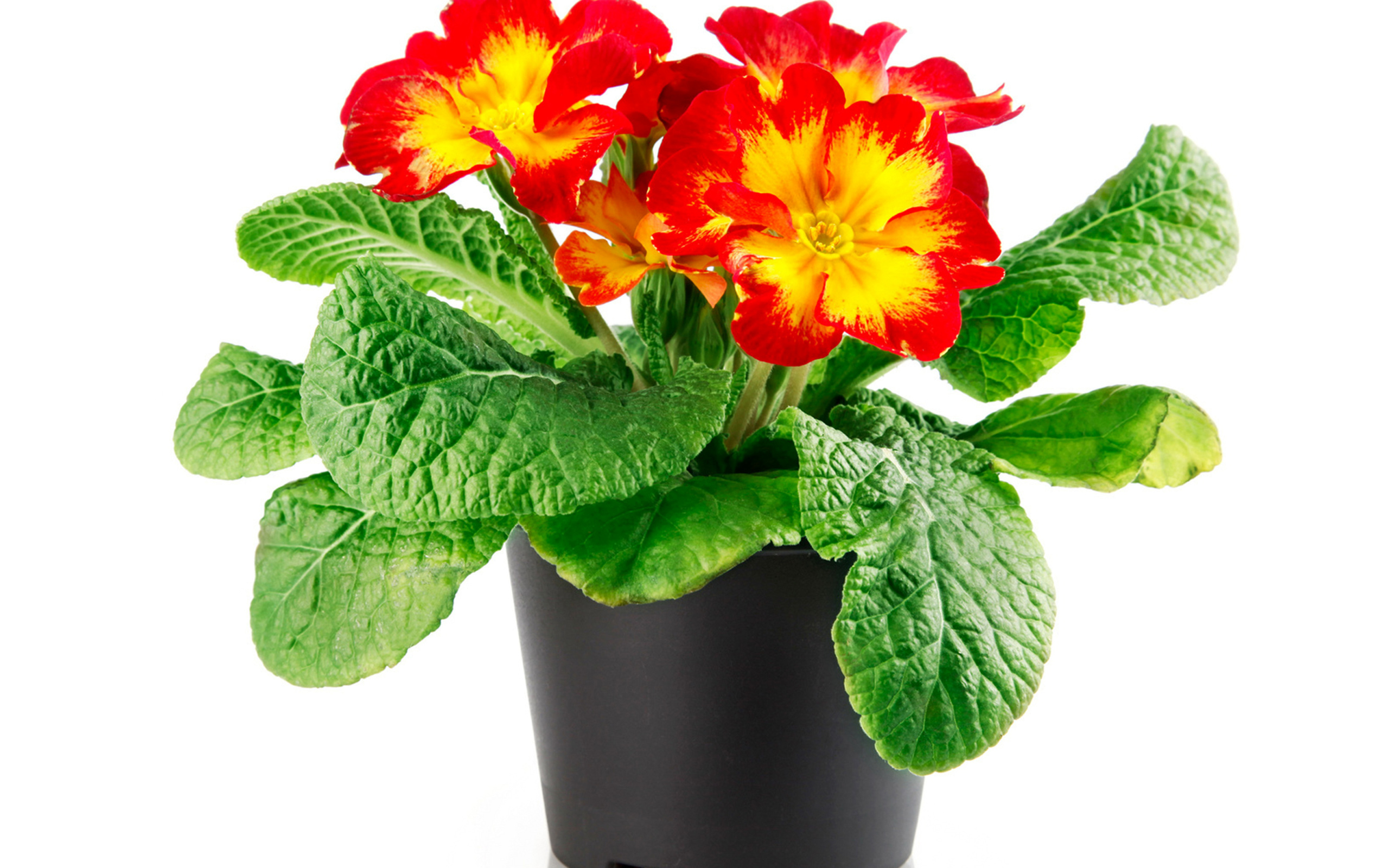 Красивый комнатный цветок примула на белом фоне