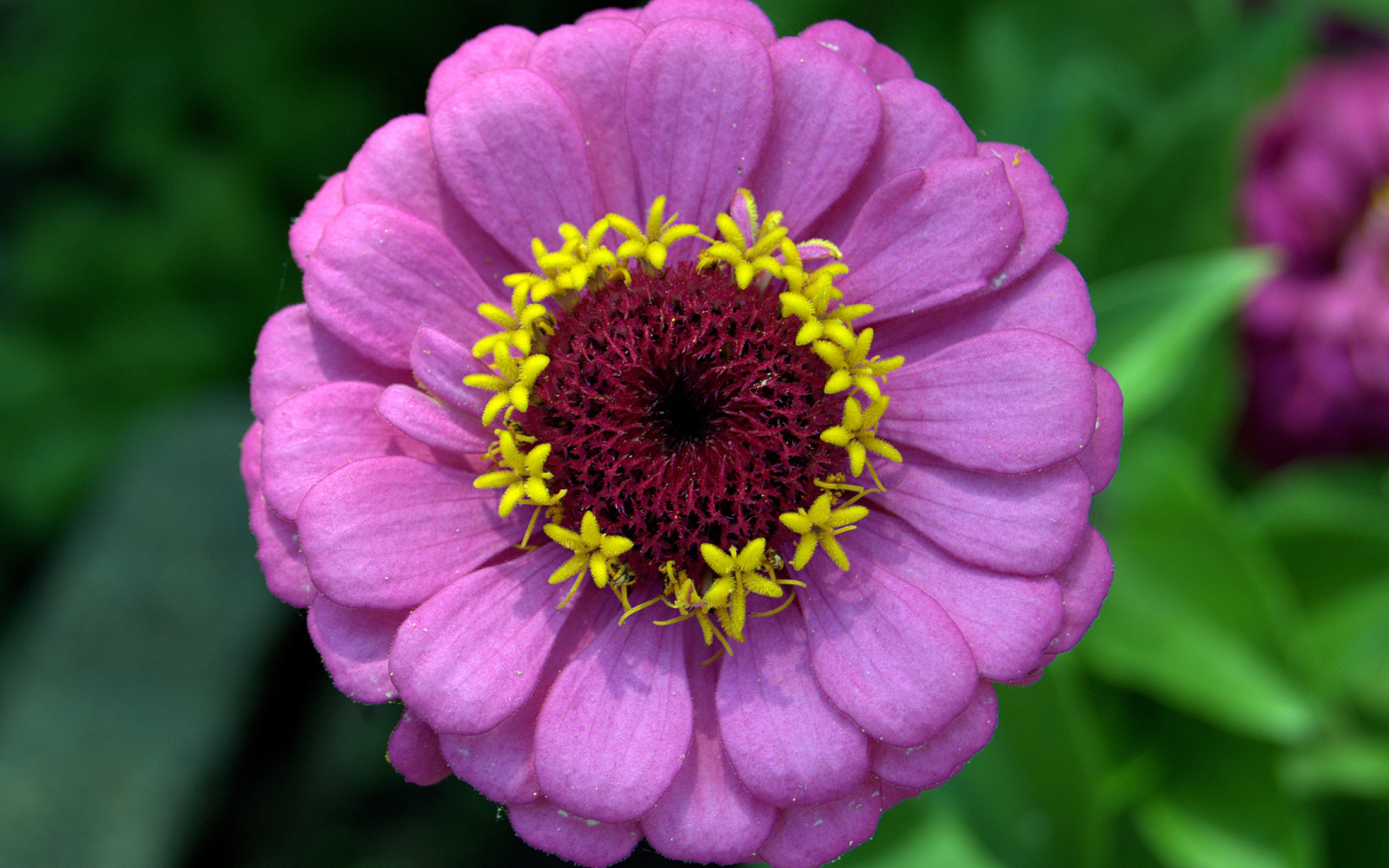 Красивый сиреневый цветок цинния крупным планом 