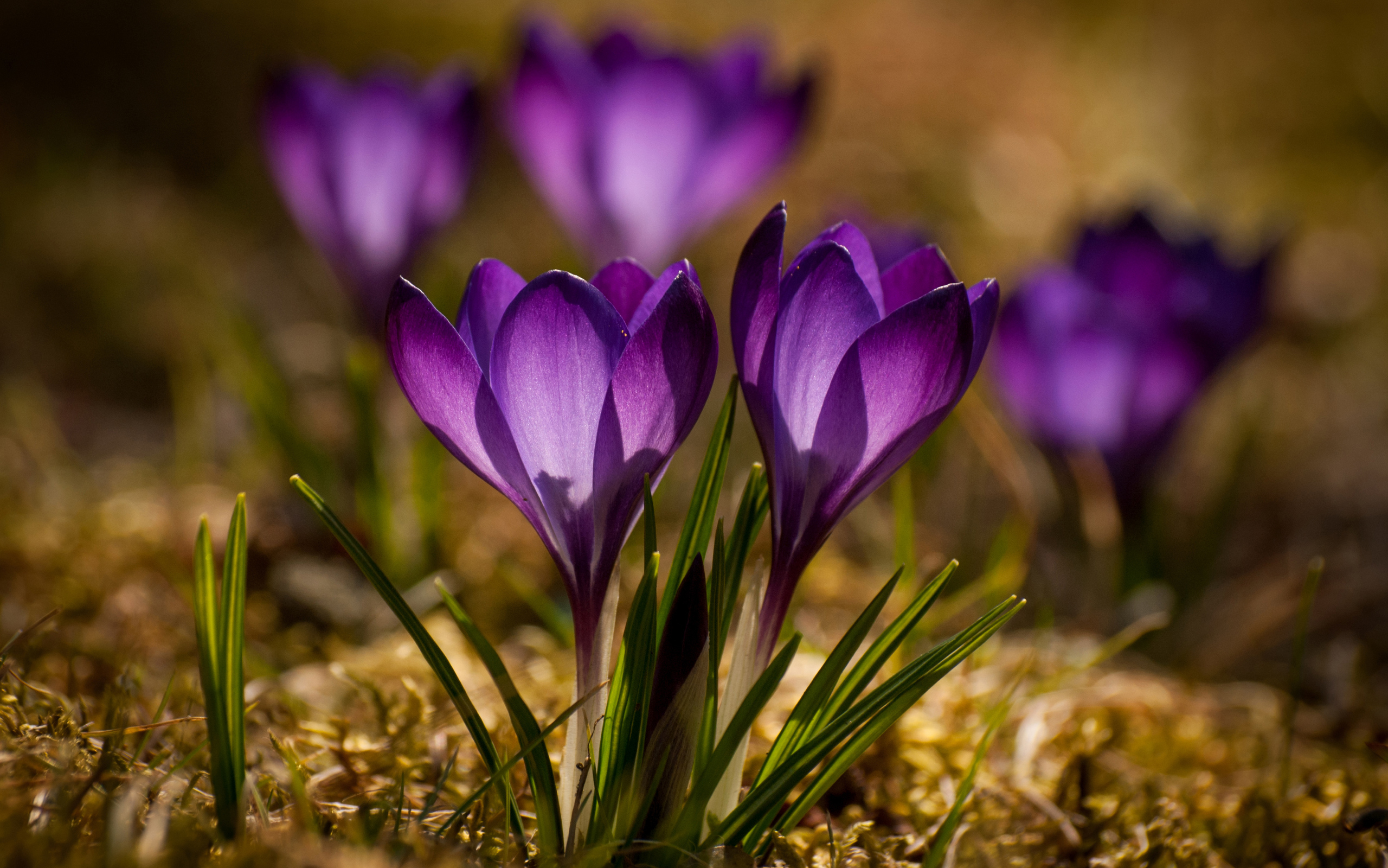 Красивые маленькие фиолетовые крокусы крупным планом